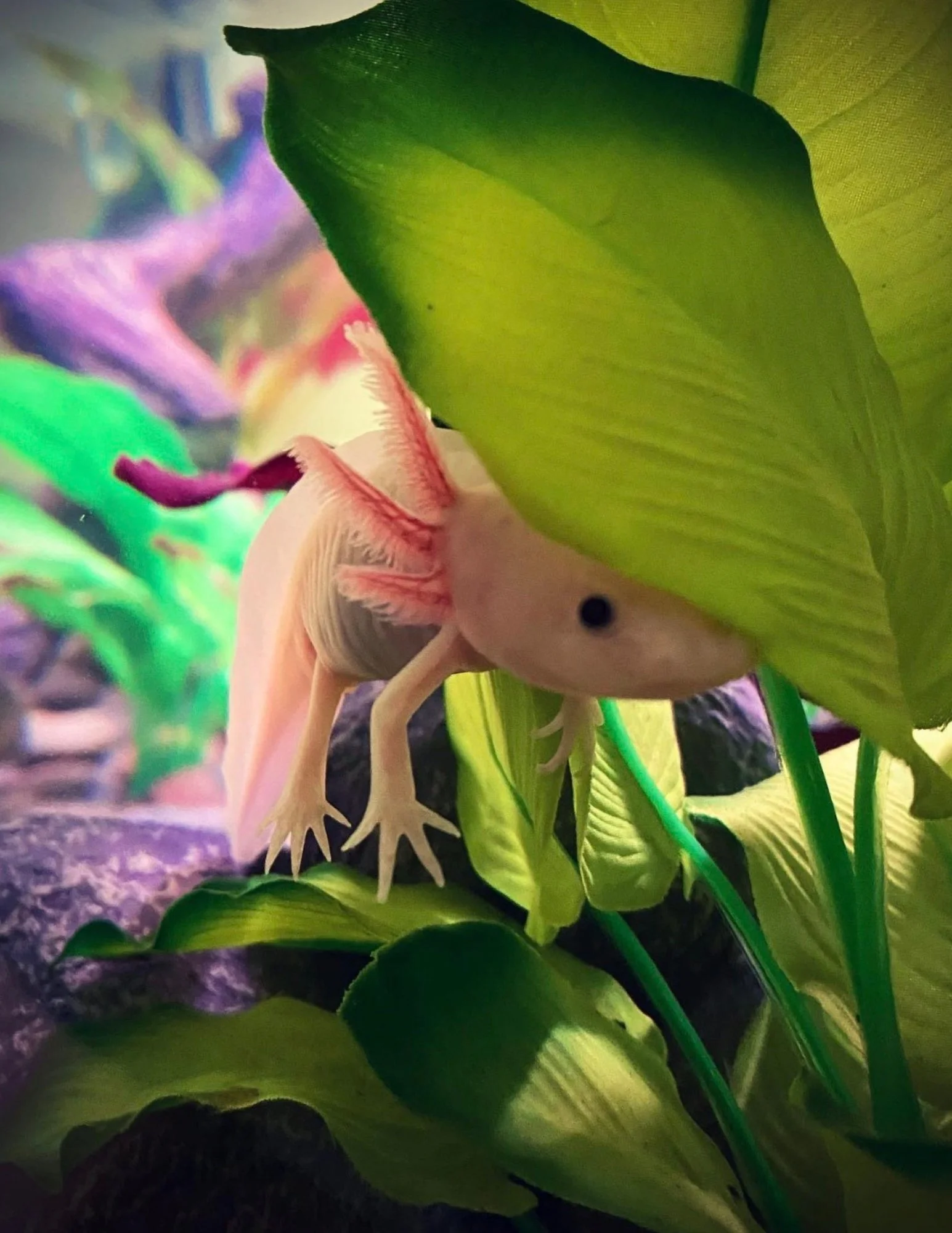 Lucille, a pink axolotl resting beneath vivid green leaves.