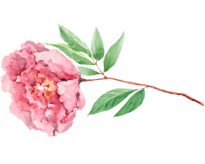an illustration of an open rose