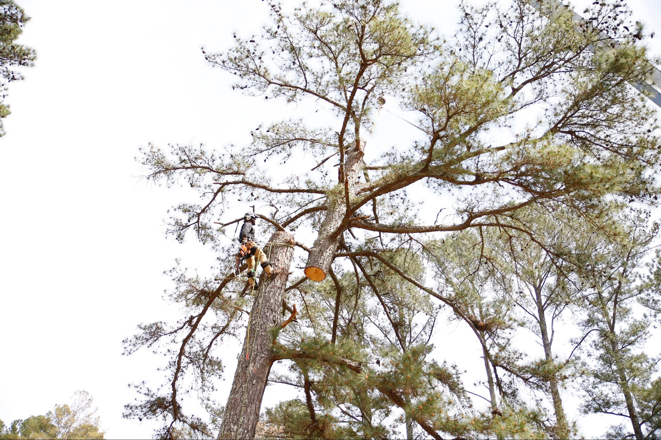 A person climbing a tall pine tree using climbing gear, including ropes and harnesses, with the sky in the background and lush greenery around.