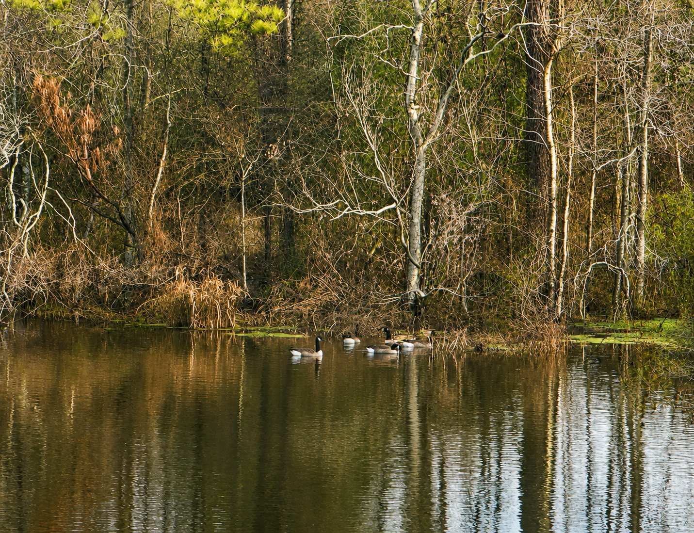 A group of geese swimming on a calm lake surrounded by leafless trees and dry bushes, with reflections visible on the water.