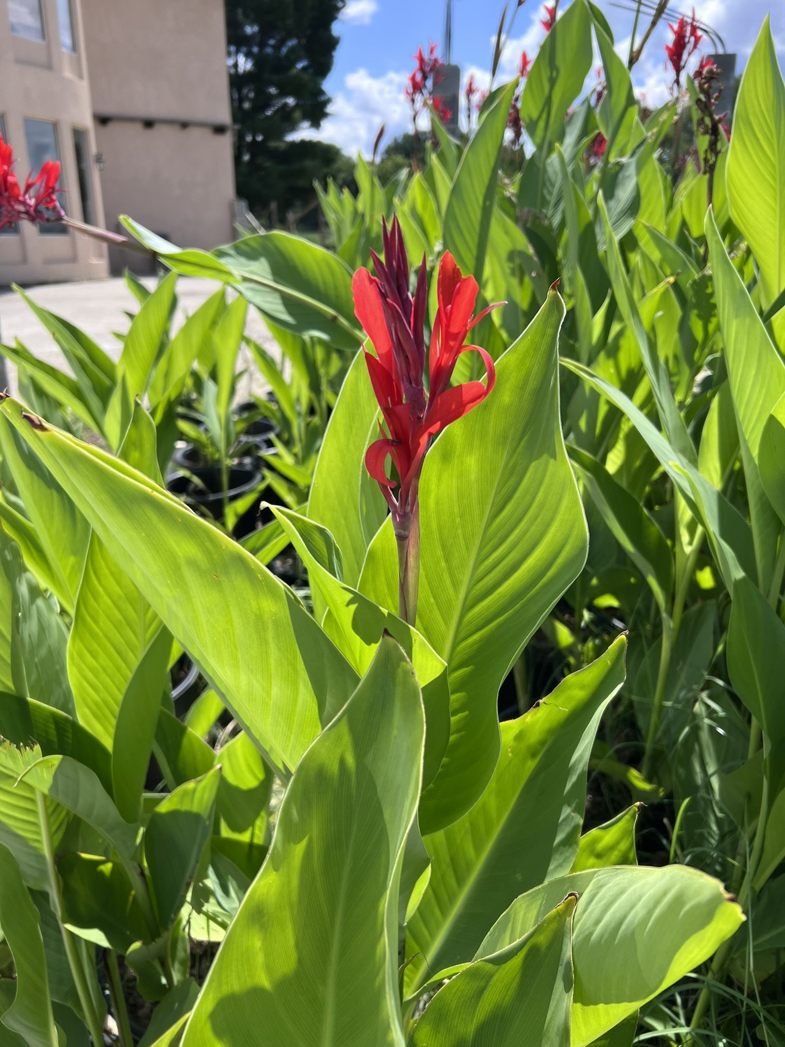 Canna Lily