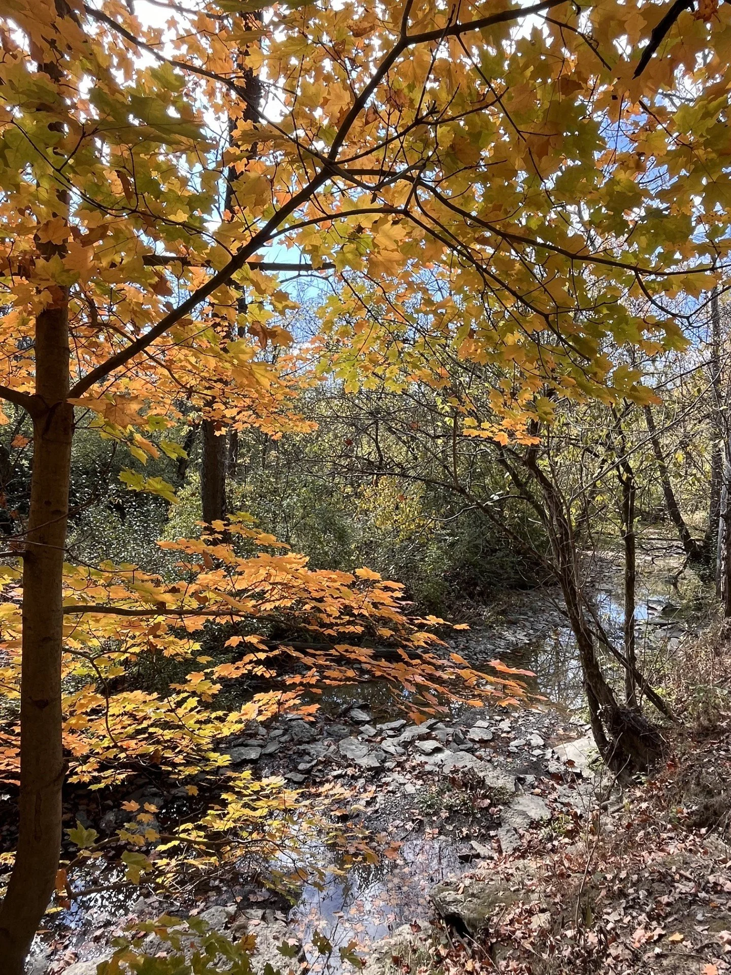 Autumn scene in a forest with trees with orange and yellow leaves and a small creek flowing over rocks.
