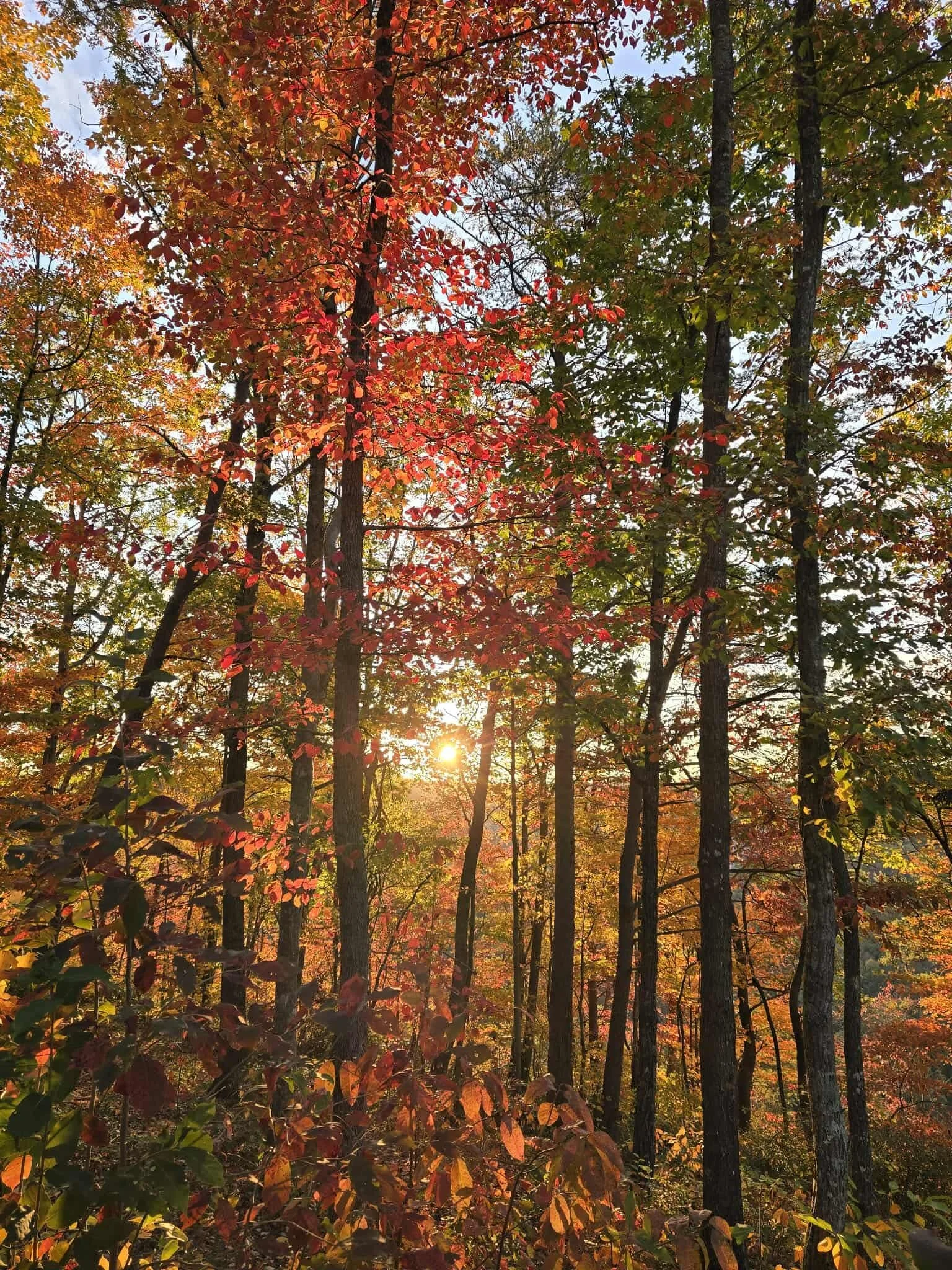 Autumn forest with trees displaying red, orange, and green leaves, sunlight filtering through the branches.