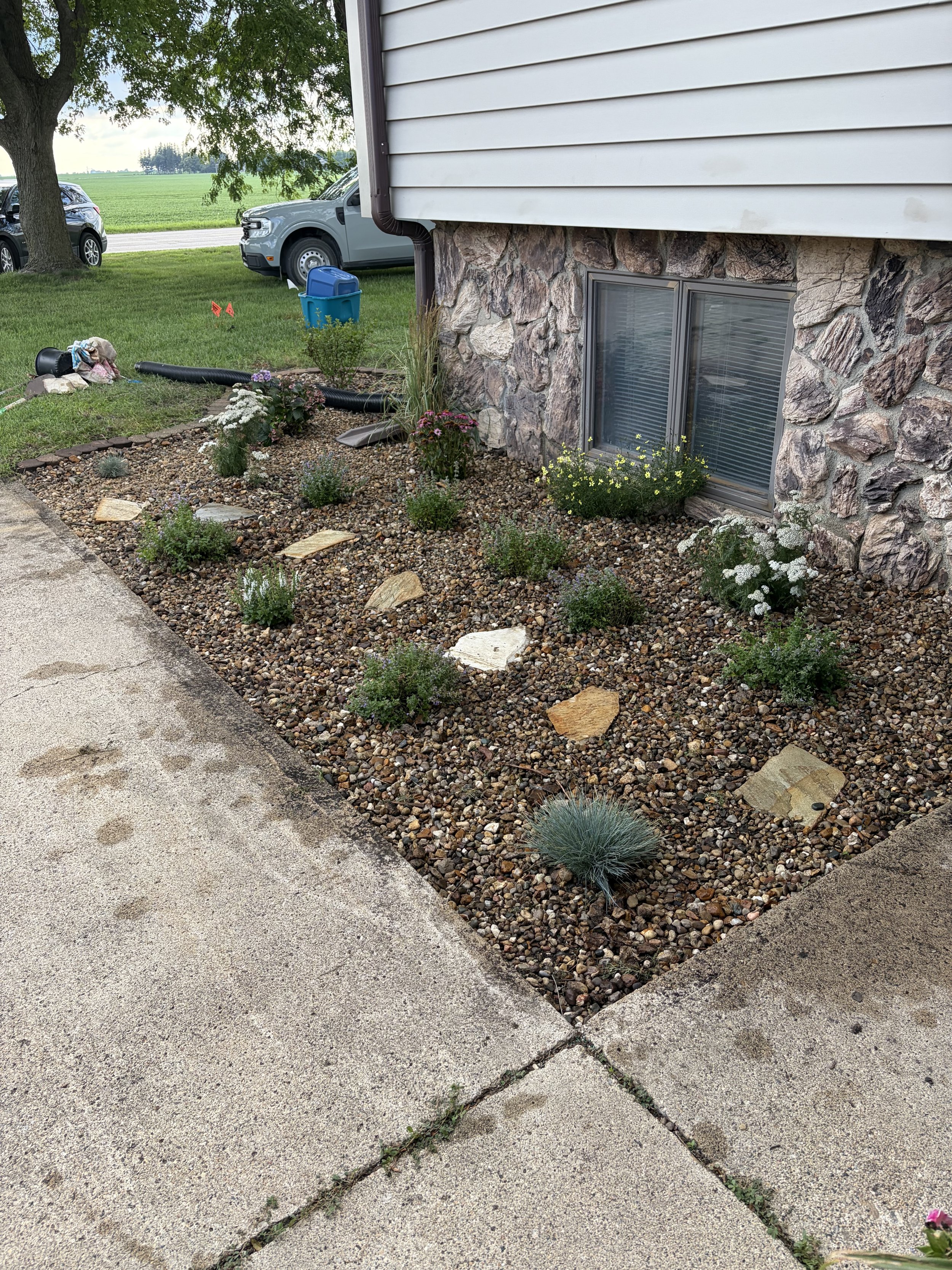 A landscaped flower bed with small plants, white and pink flowers, rocks, and a black drainage pipe, next to a concrete sidewalk and the foundation of a house with stone and siding exterior. There are trees and parked cars in the background.