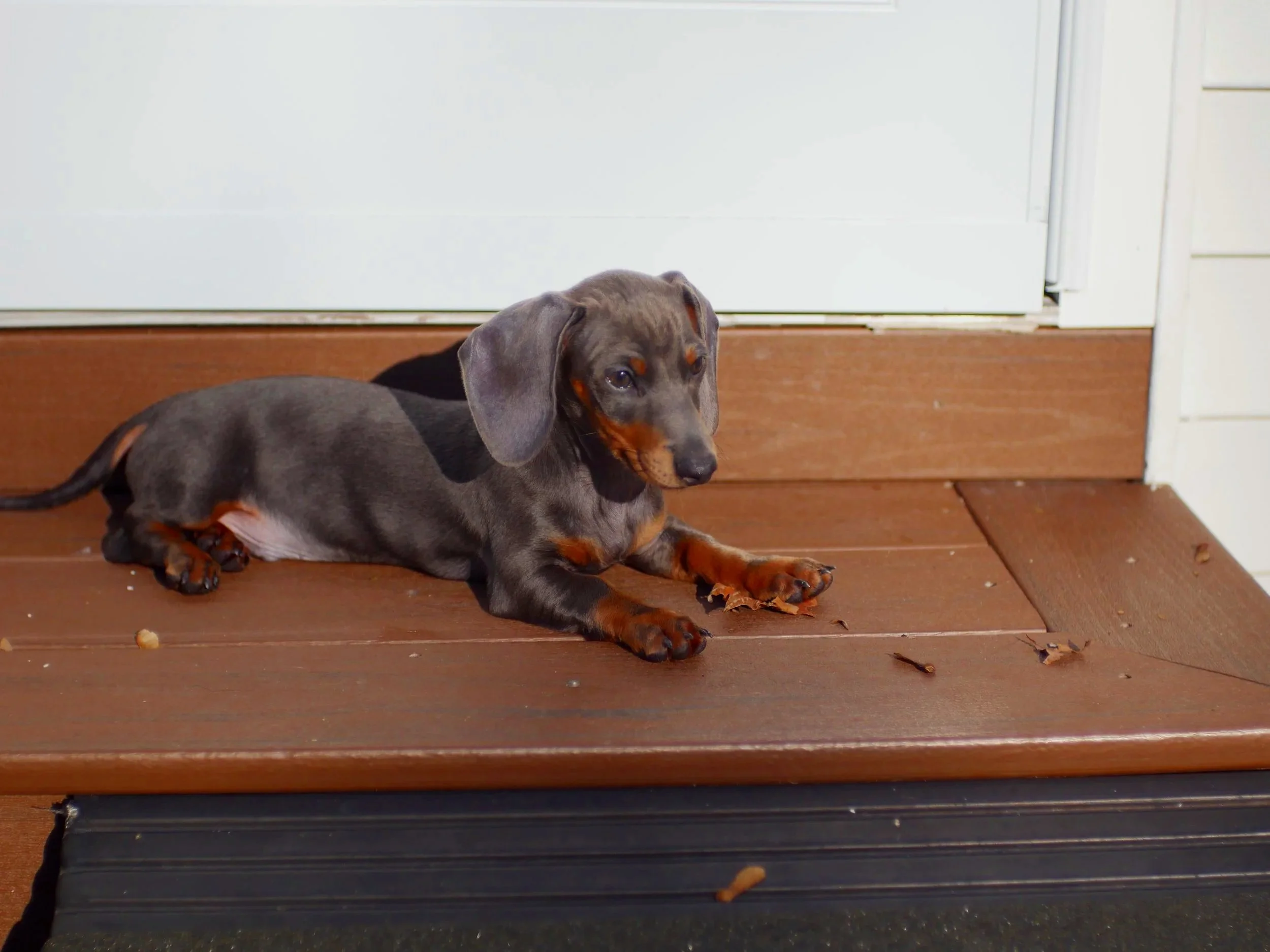 The Puppy