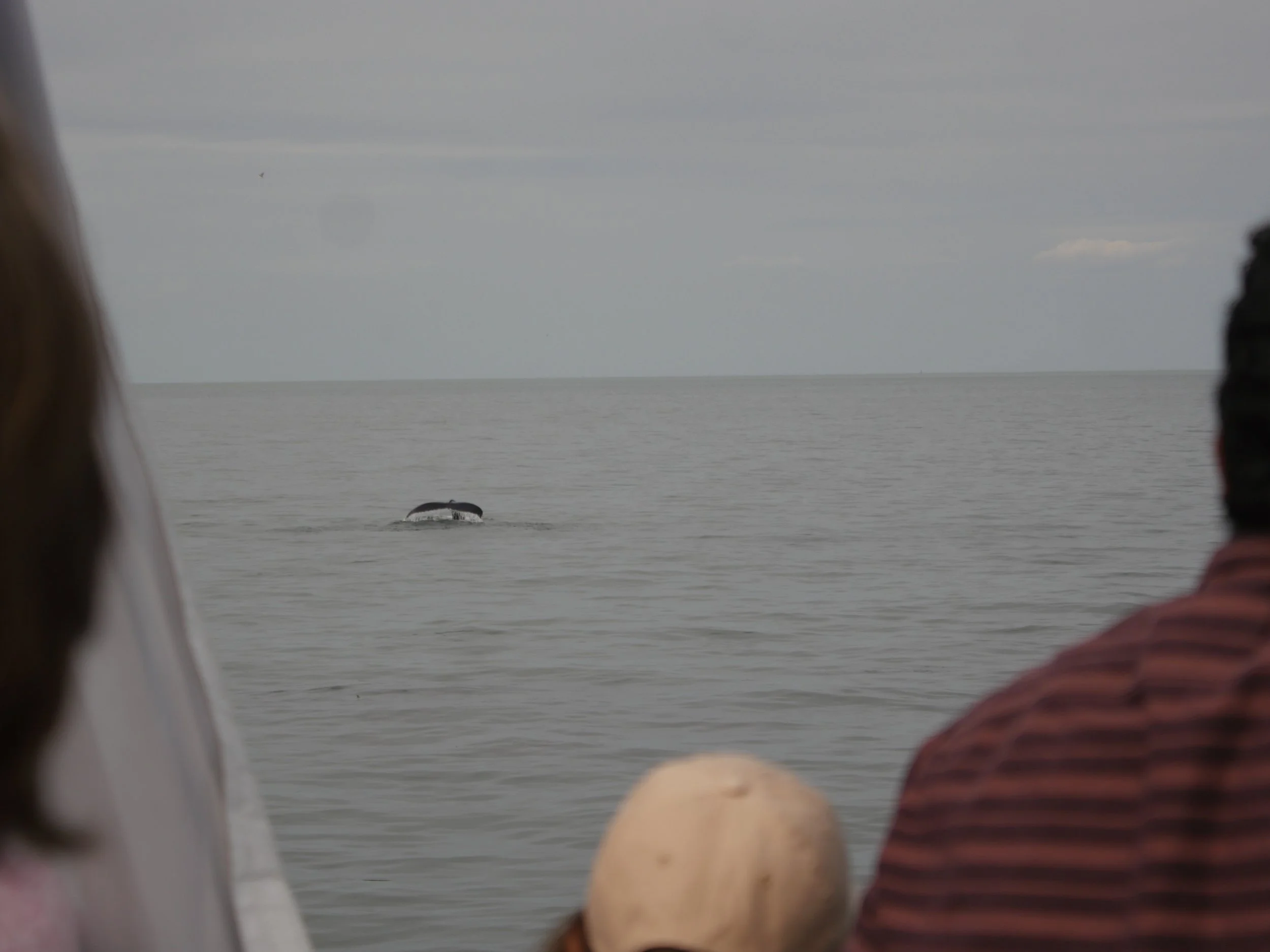 The Whale Watchers