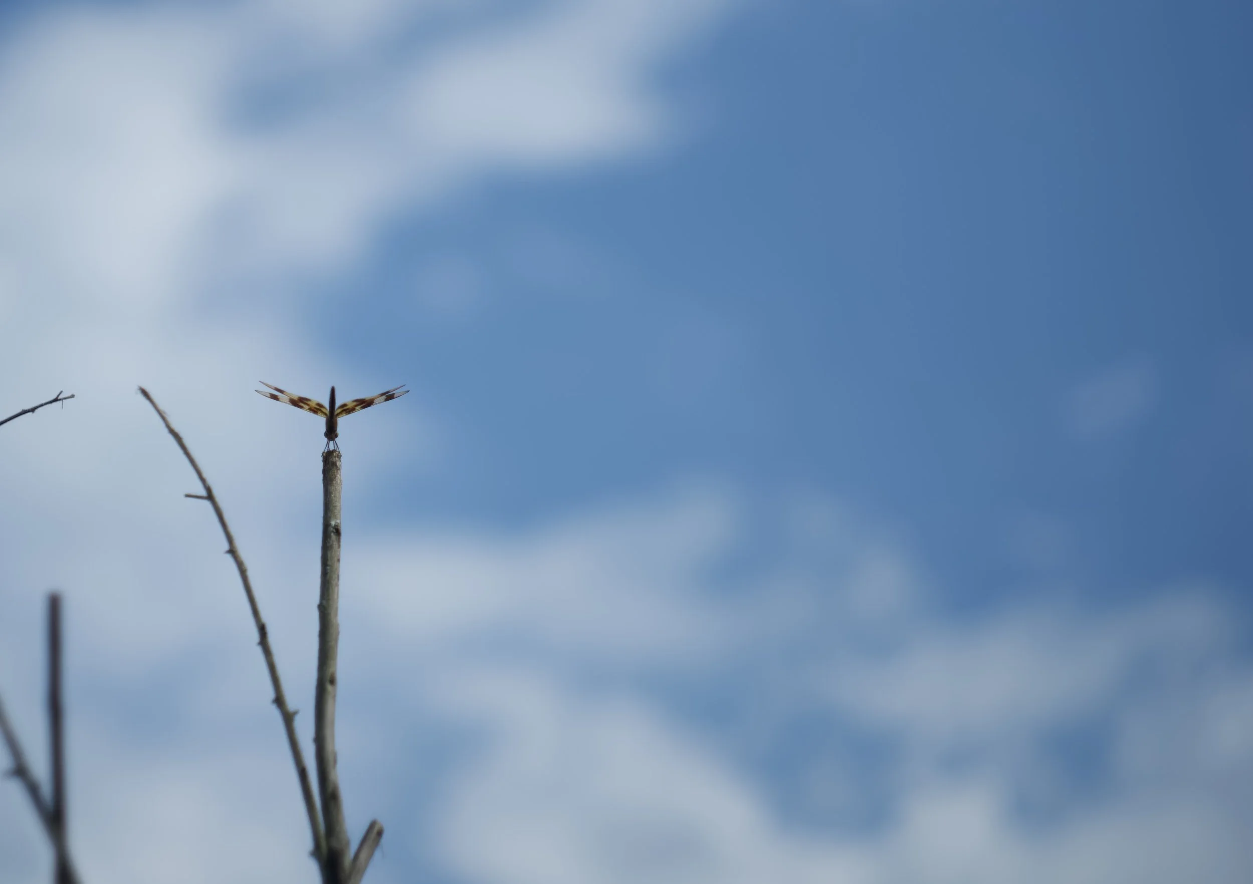 Dragonfly