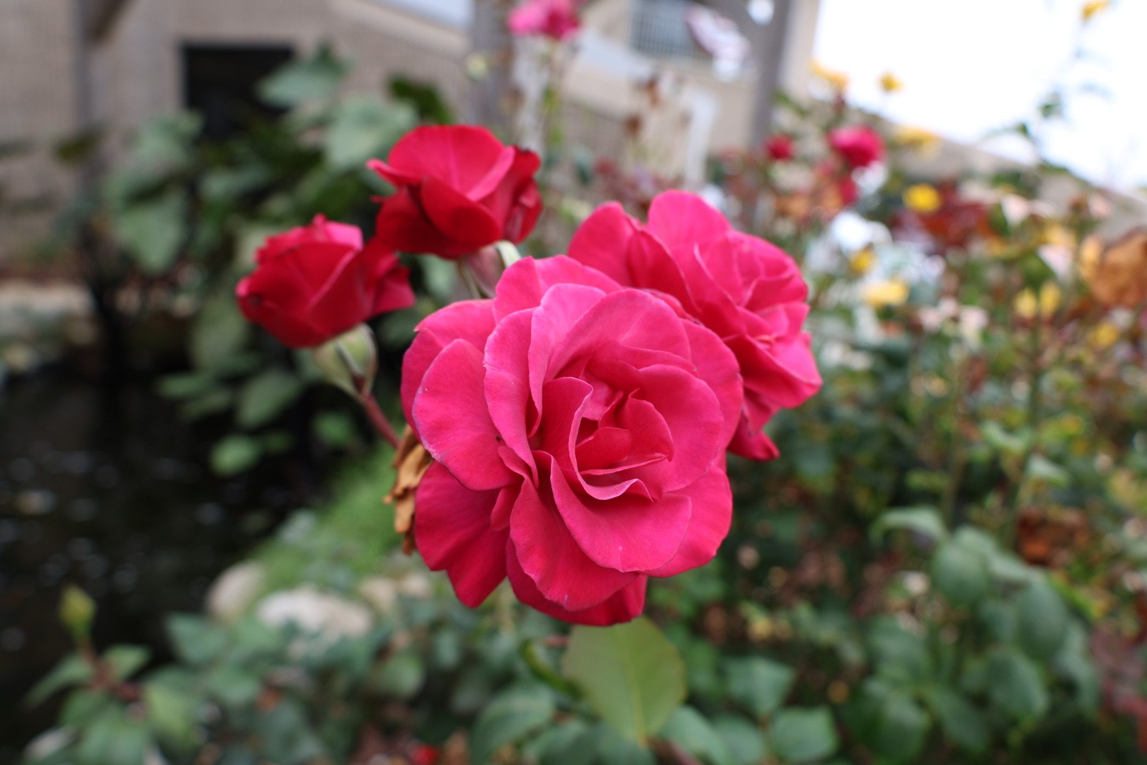 Pink and red roses blooming in a garden, with a blurred background of other flowering plants and a brick wall.