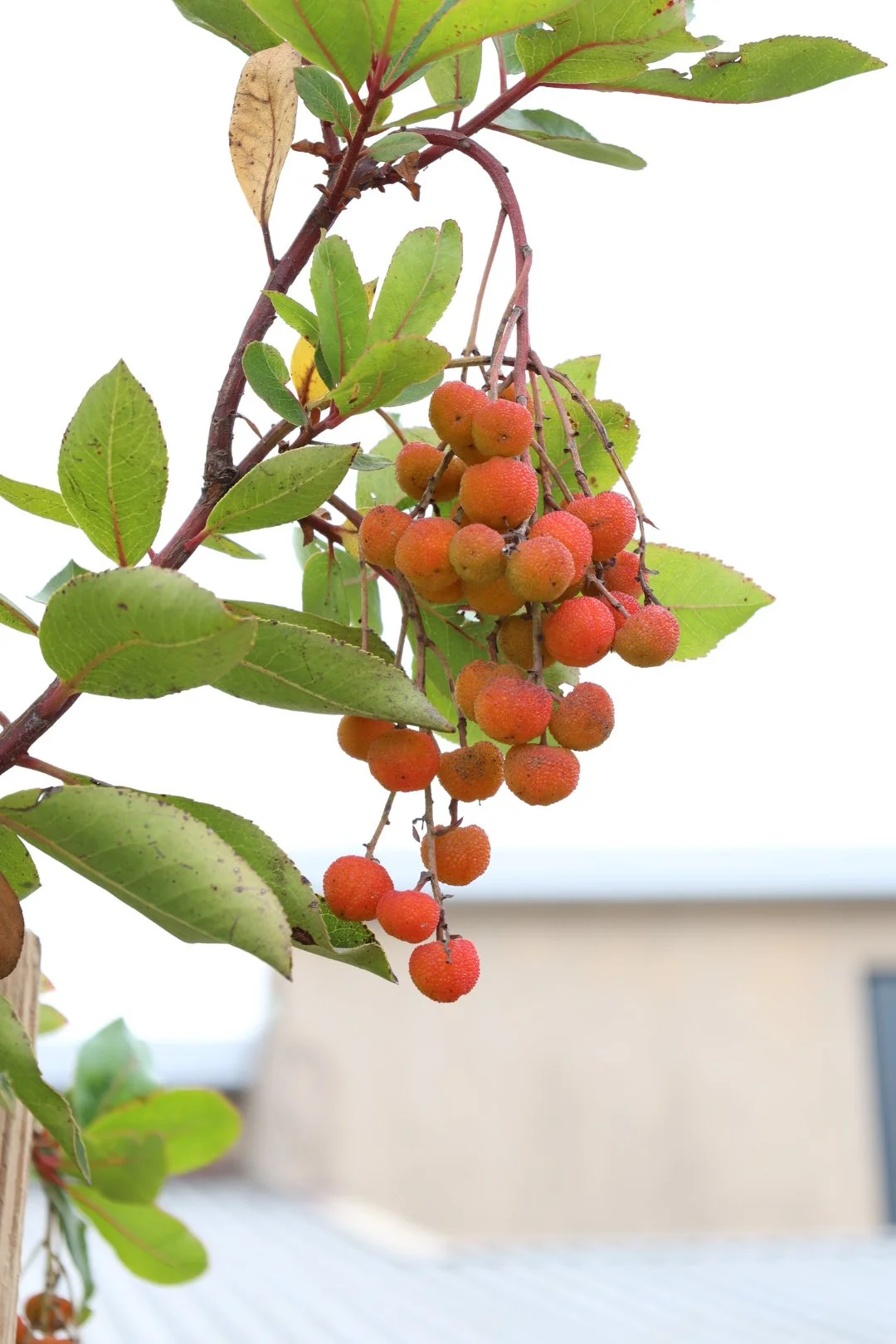 Branch of a plant with clusters of small, round, reddish-orange berries and green leaves.