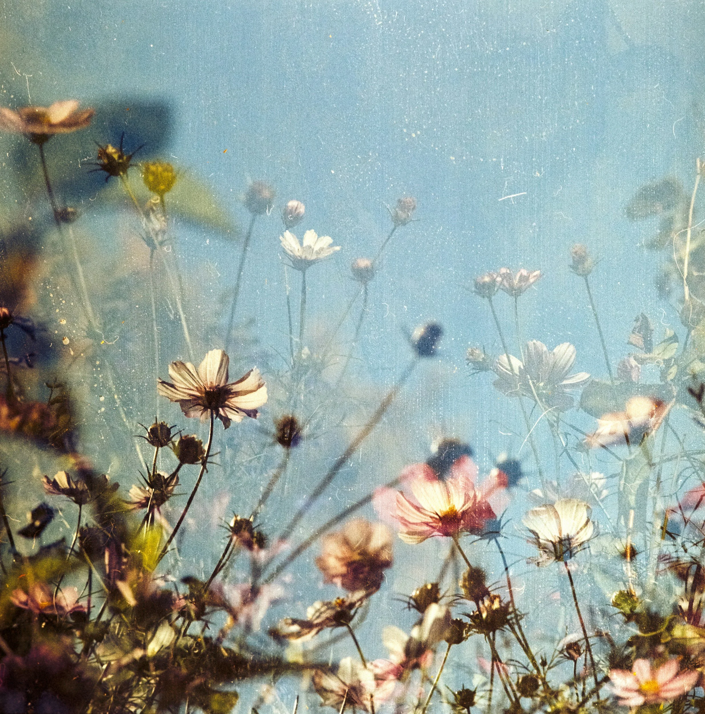 A close-up shot of various wildflowers and plants against a blue sky with some clouds. The image has a dreamy, nostalgic quality with a slightly vintage filter.