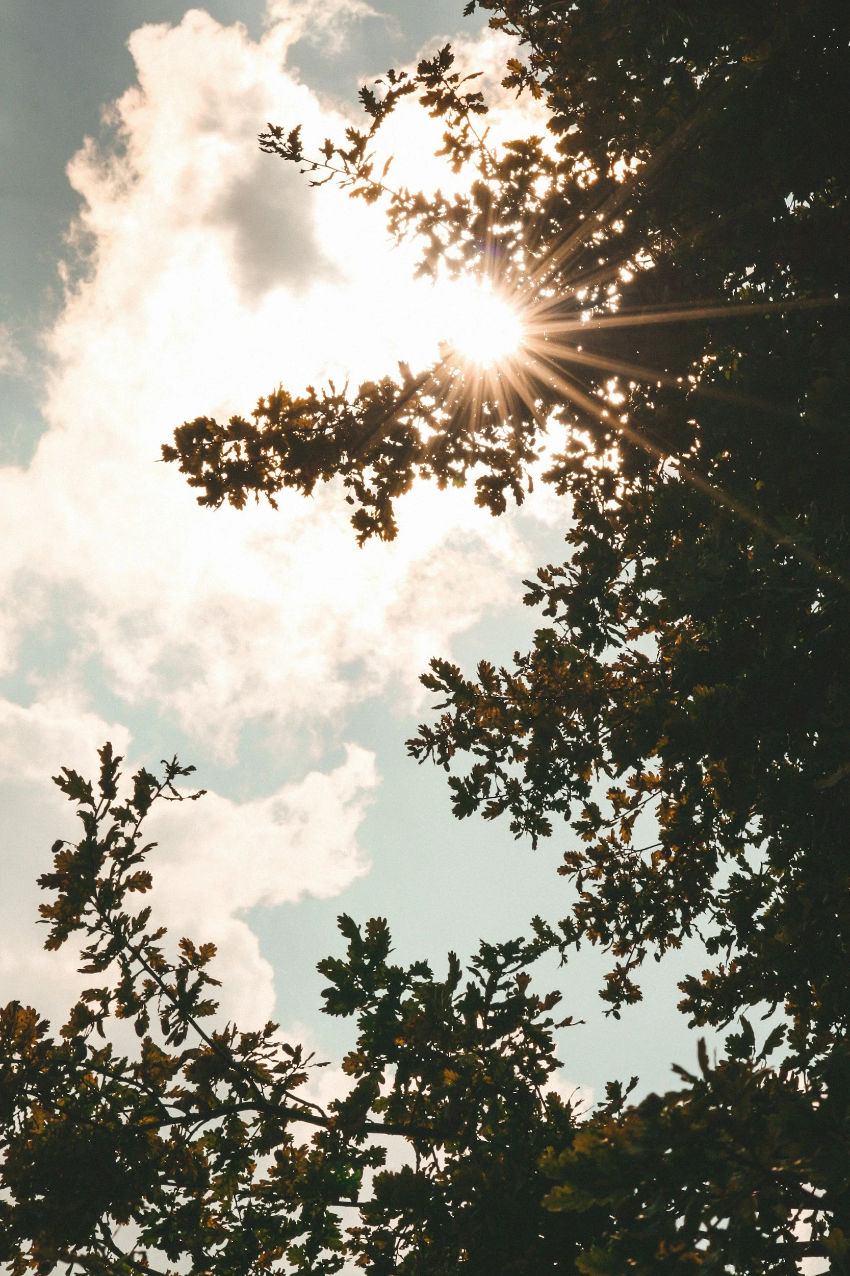 Sun shining through the branches of a tree against a partly cloudy sky.