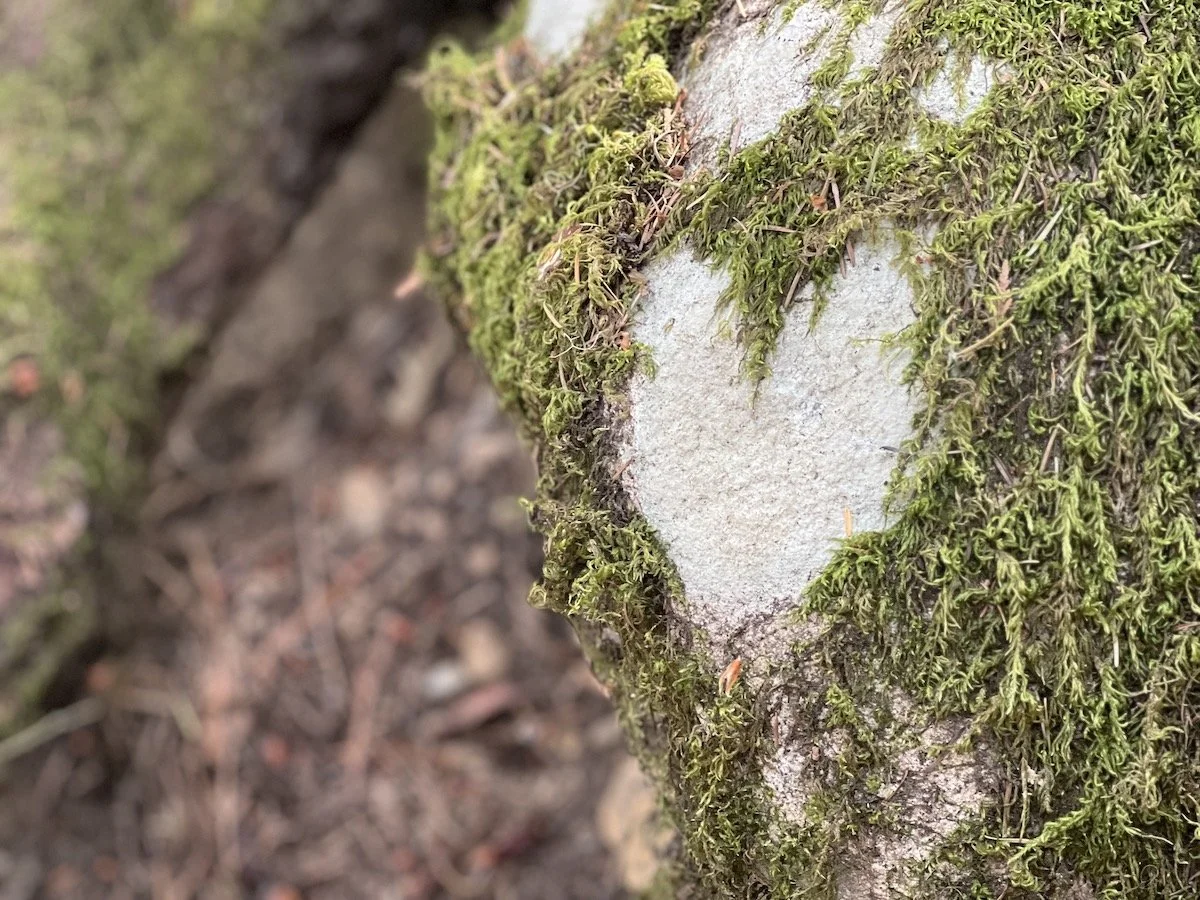 Close-up of tree bark covered with green moss and a white, heart-shaped patch of lichen.