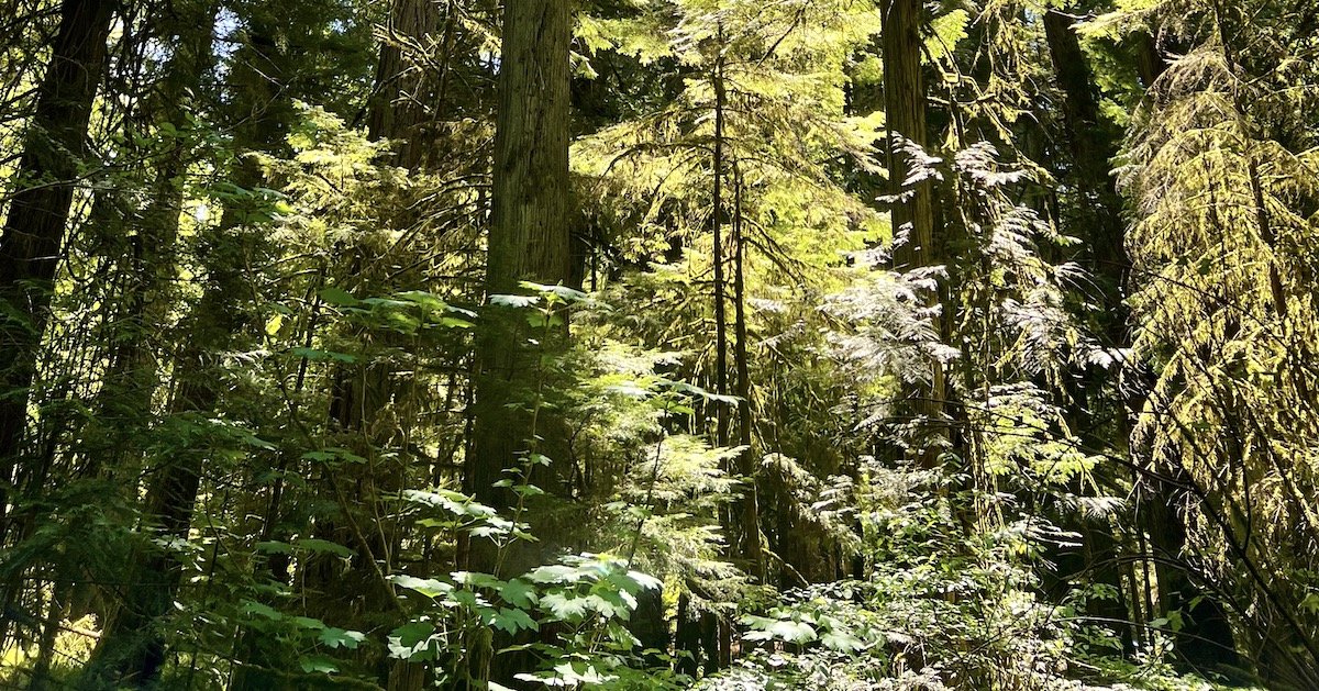 Sunlight filters through tall, dense trees and lush green foliage in a forest.