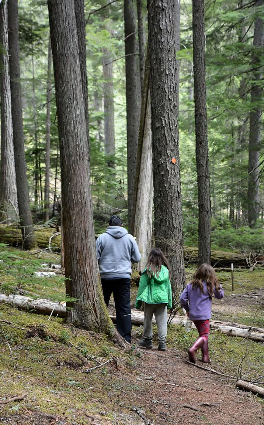 A person and two children walking on a forest trail surrounded by tall trees and lush greenery.