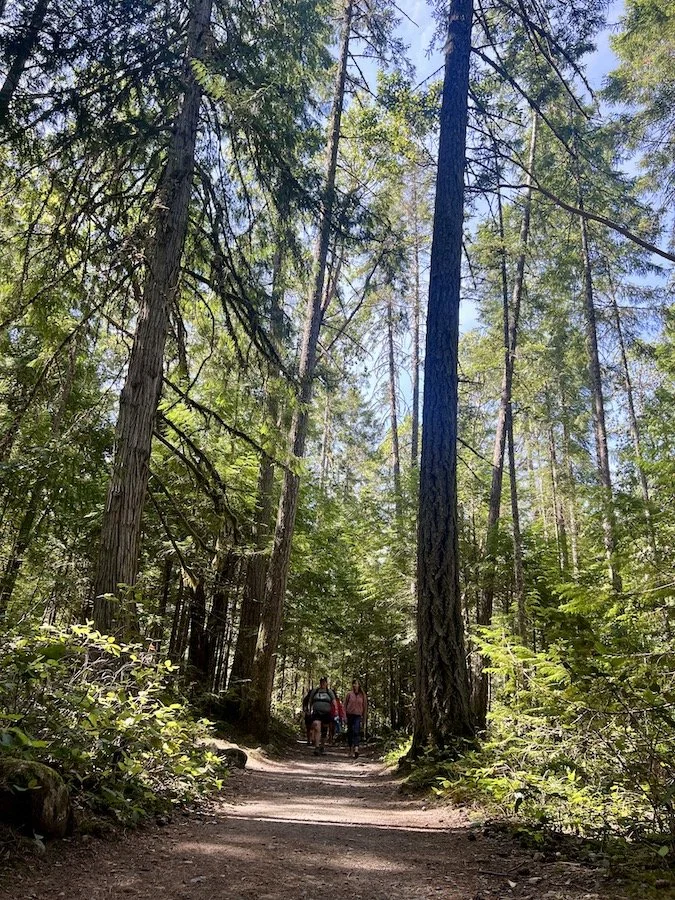 Two people hiking on a dirt trail through a dense forest with tall trees and green foliage.
