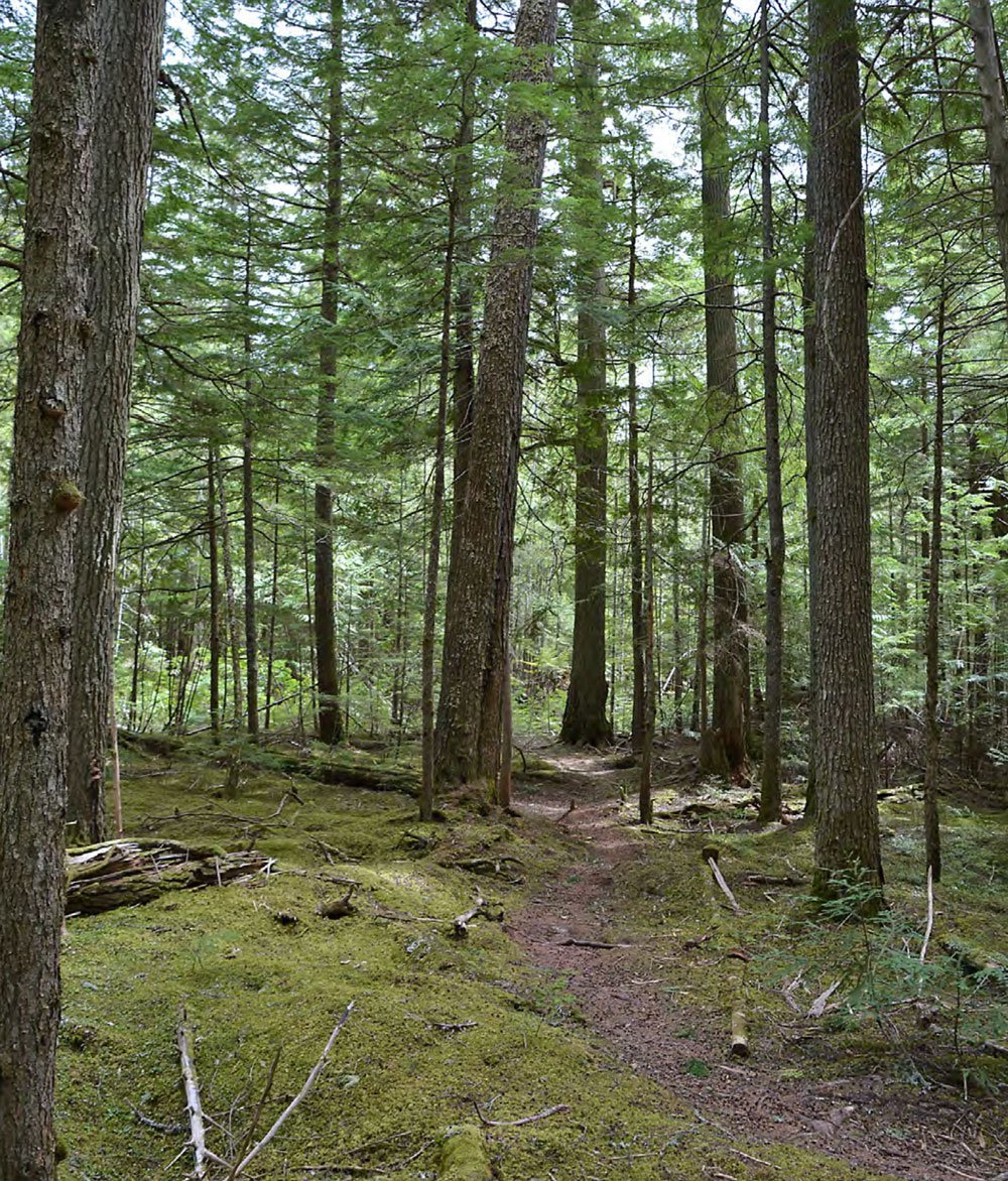 A dirt trail winds through a dense forest with tall trees and green foliage.