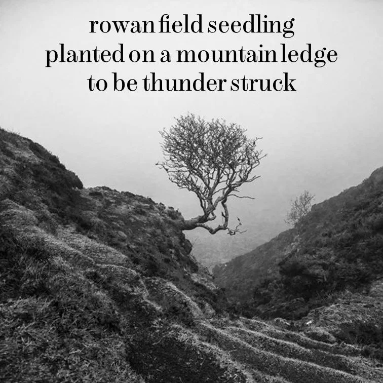 A black and white photo of a lone, leafless tree on a mountain ledge, with rugged terrain and a cloudy sky in the background.
