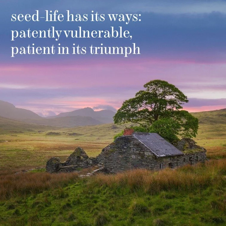 A rural landscape at sunset with a stone house, large tree, and rolling hills in the background, accompanied by a quote about seed life.