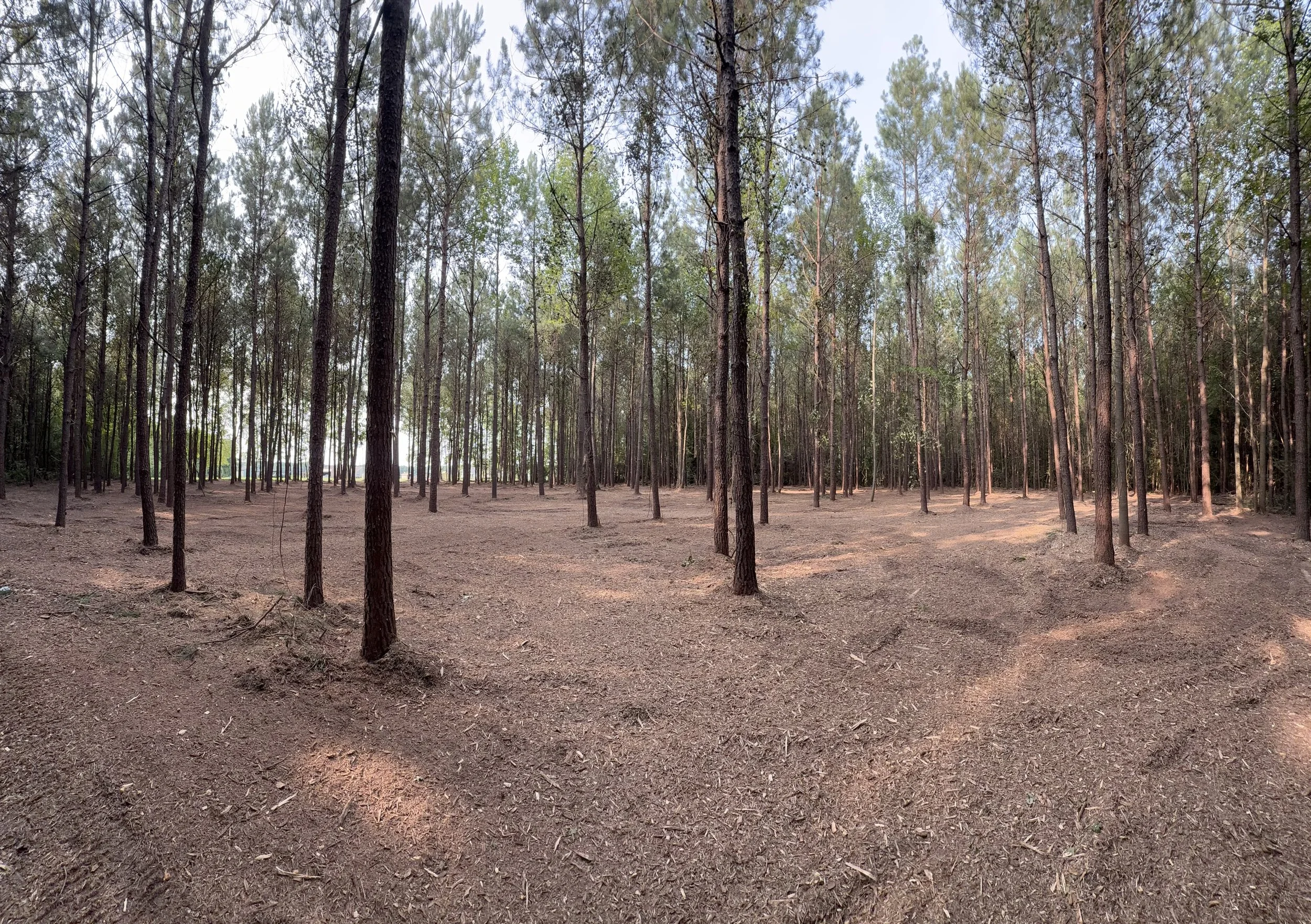 Forestry Mulching