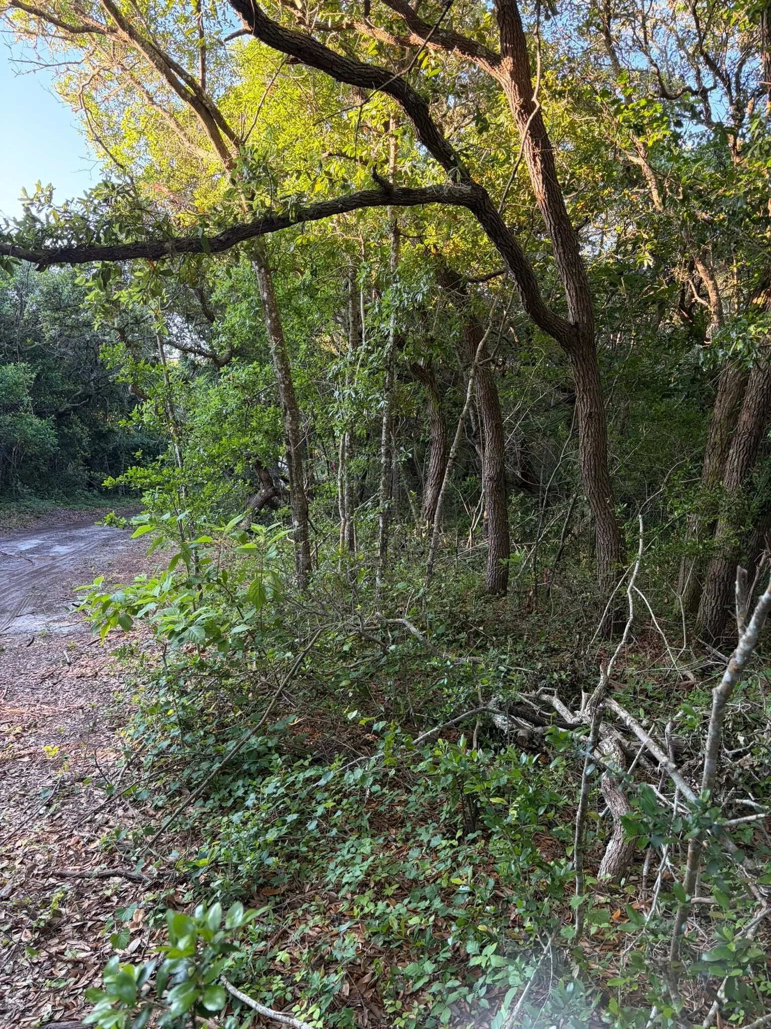 Forestry Mulching