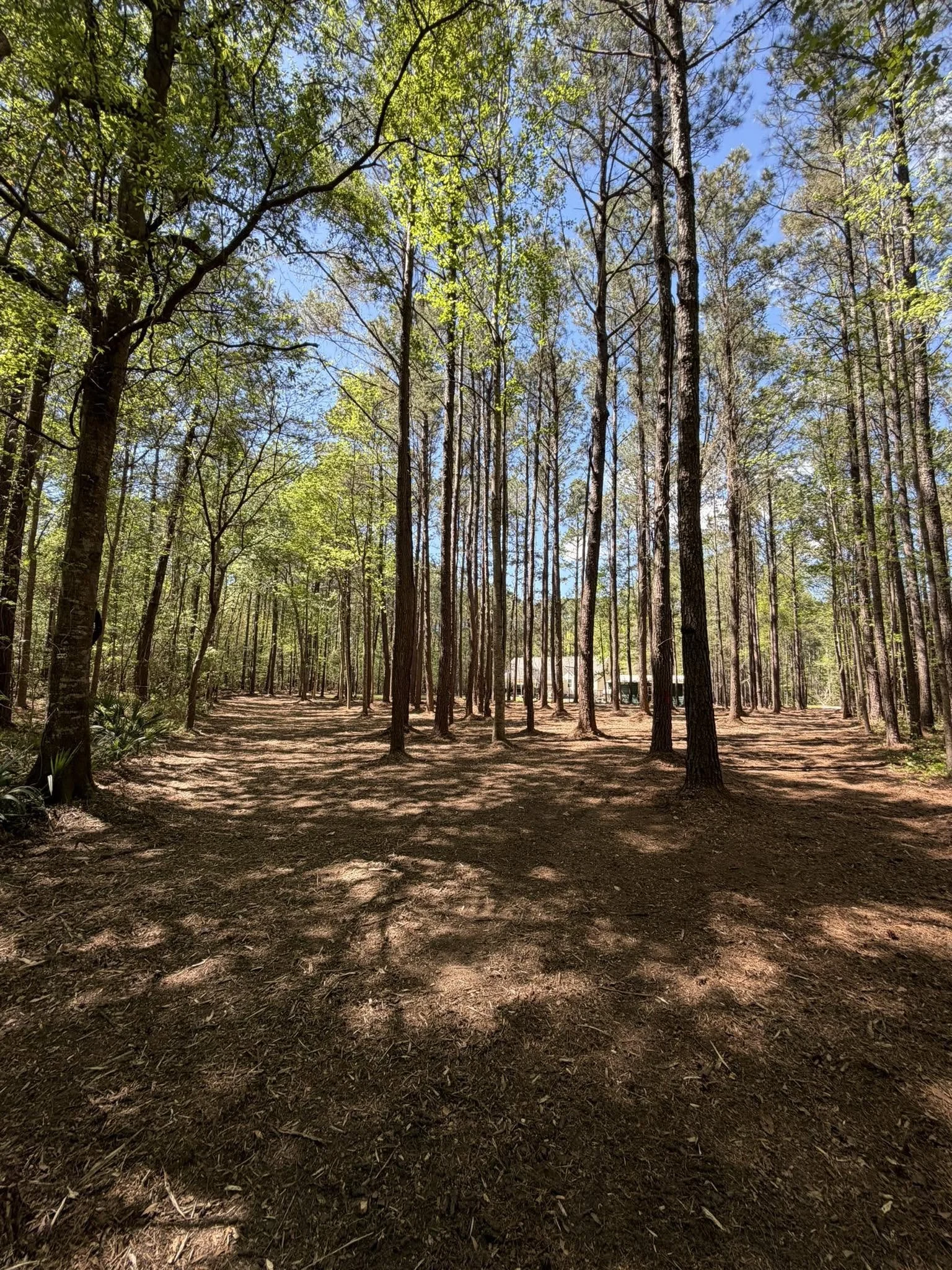 Forestry Mulching