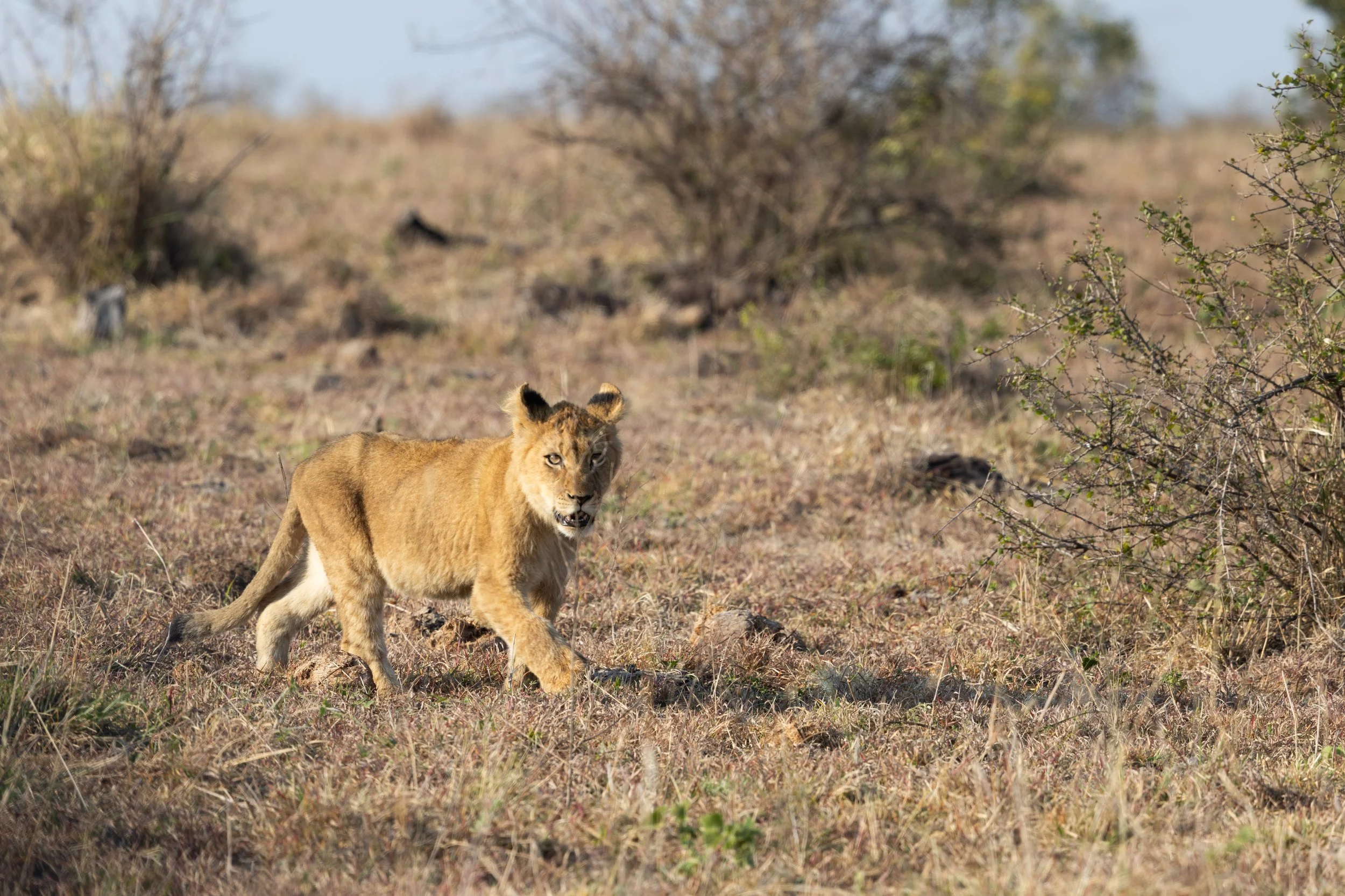Lion Cub follows its mother — Sabi Sands, South Africa