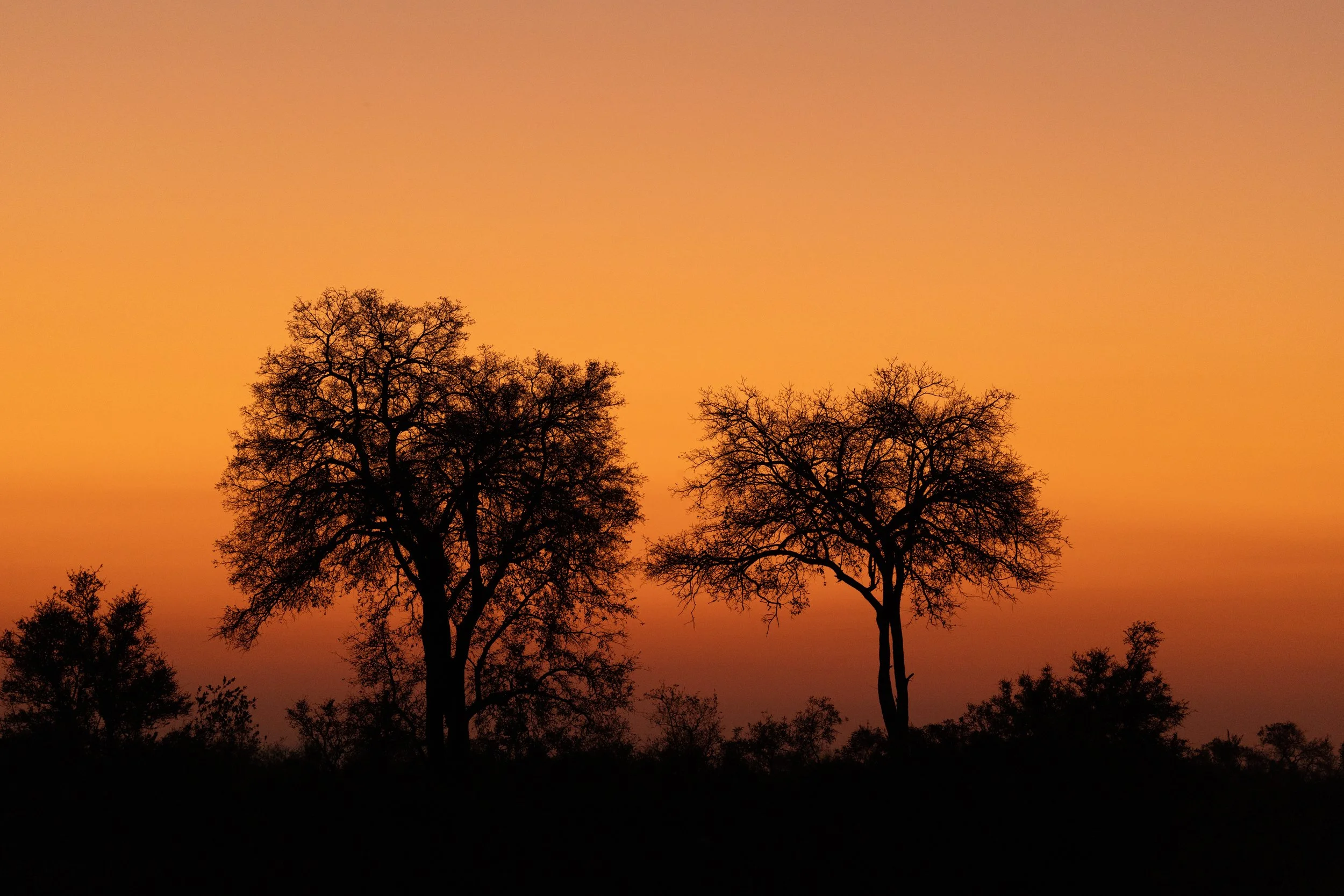 Evening Sunset — Sabi Sands, South Africa