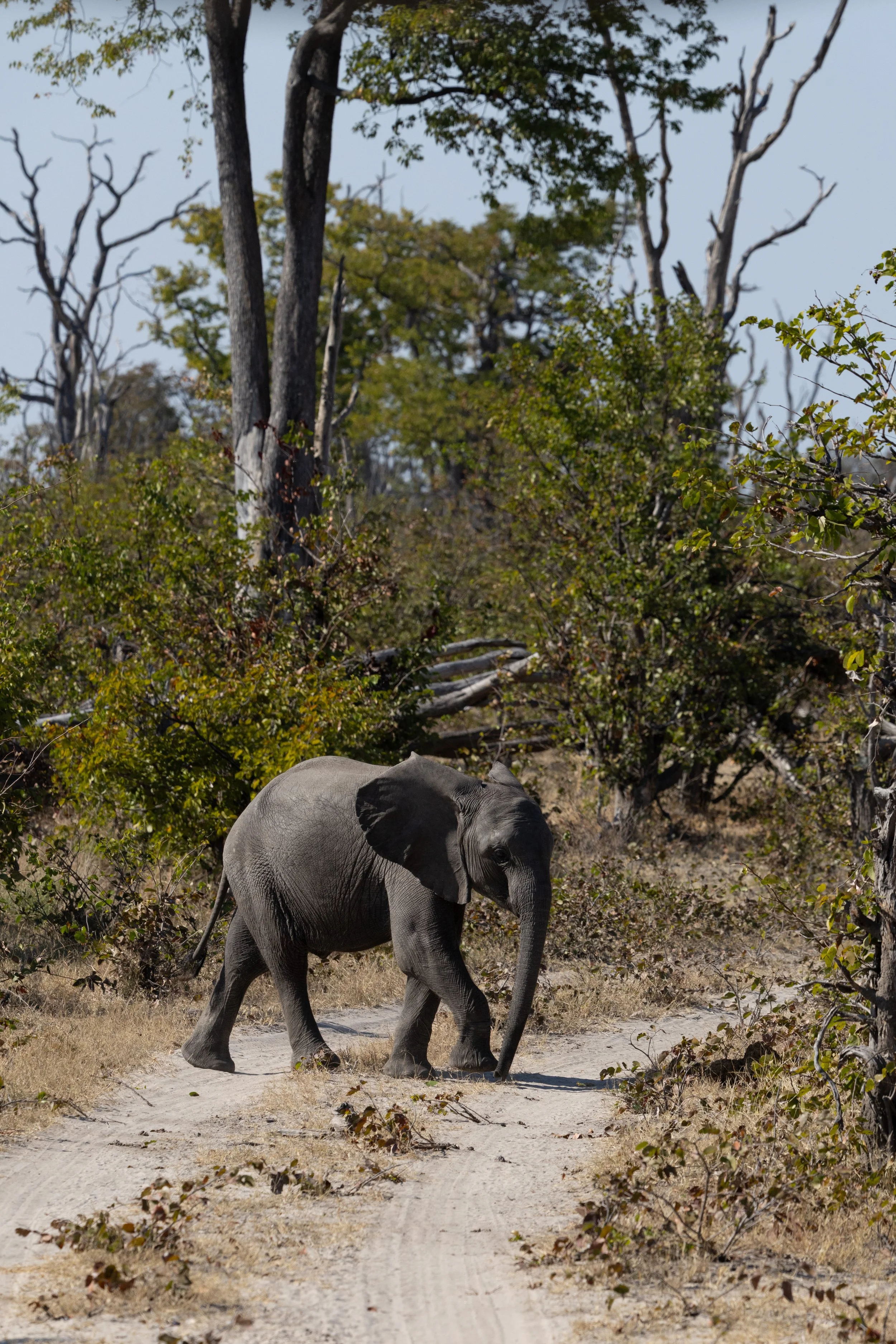 Baby Elephant — Okavango Delta, Botswana