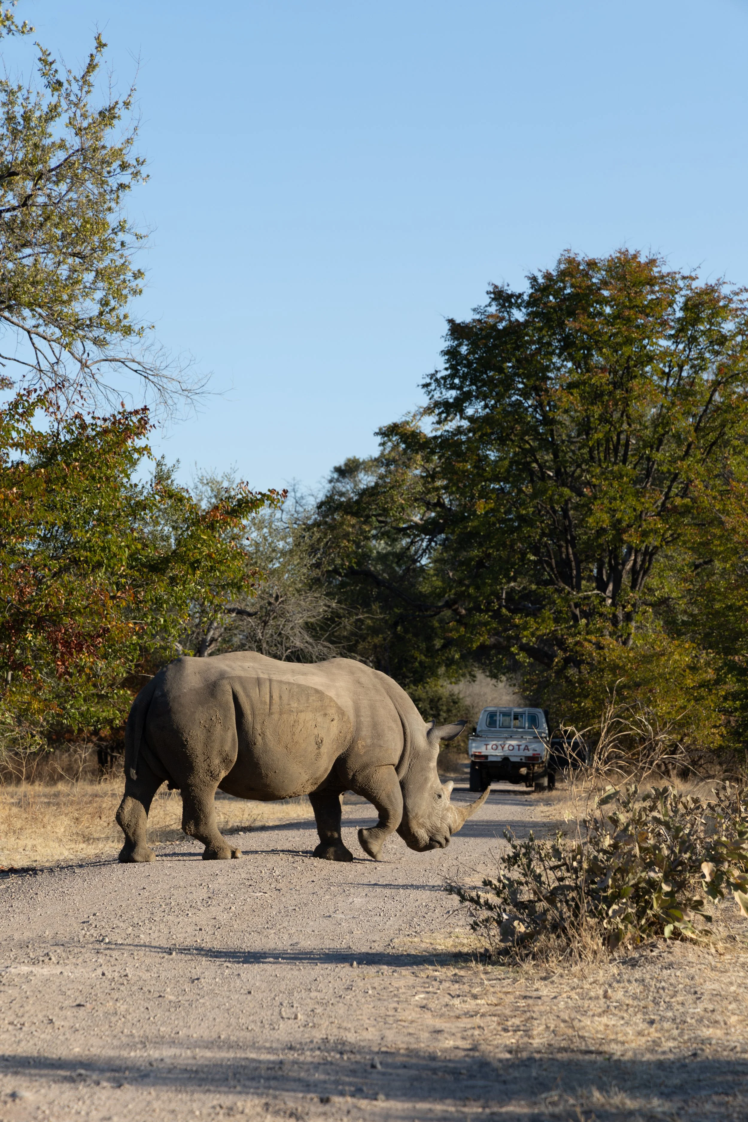 Rhino crosses road — Outside of Livingstone, Zambia