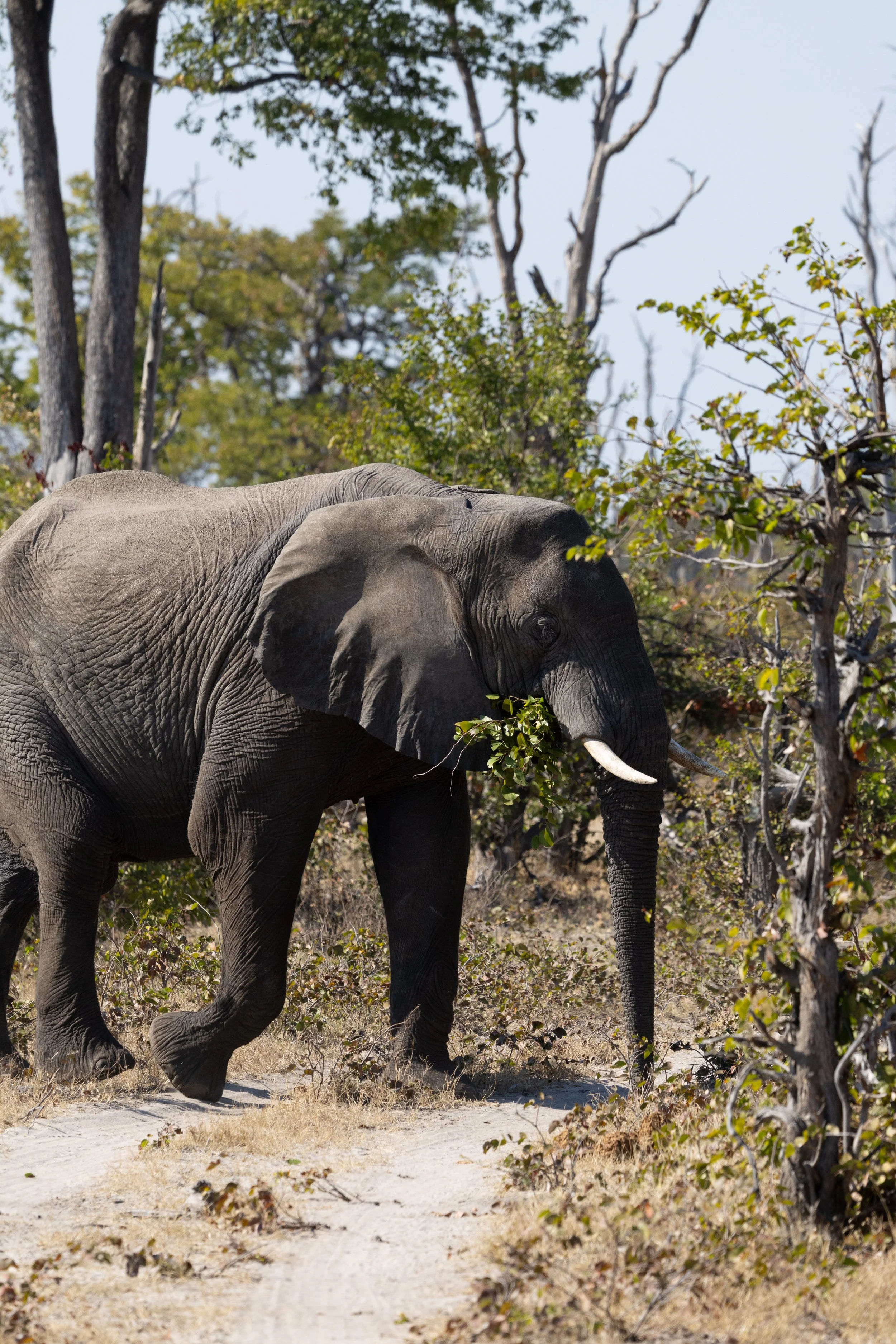 Elephant crosses road — Okavango Delta, Botswana
