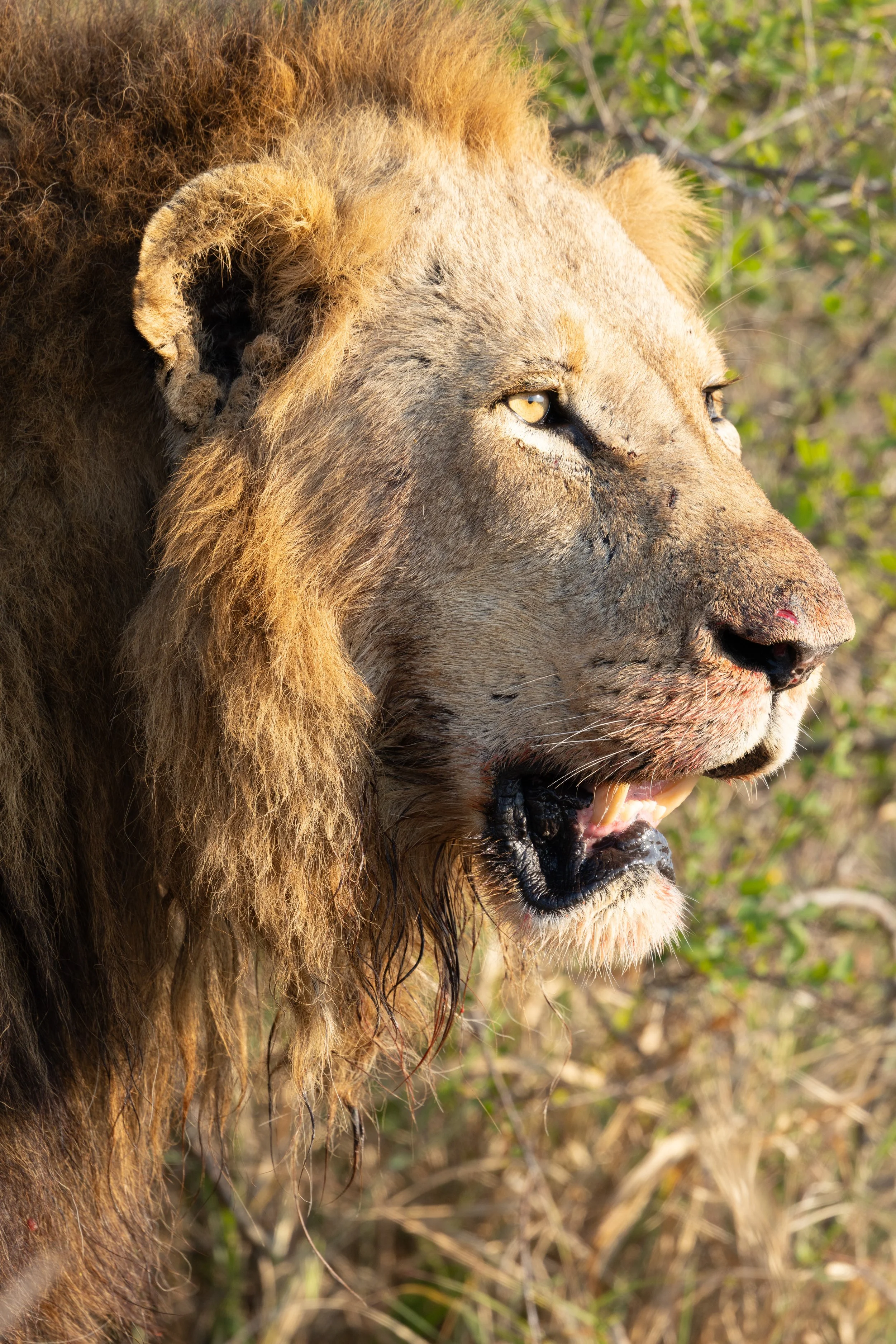 Male Lion scans the area after eating his kill— Sabi Sands, South Africa