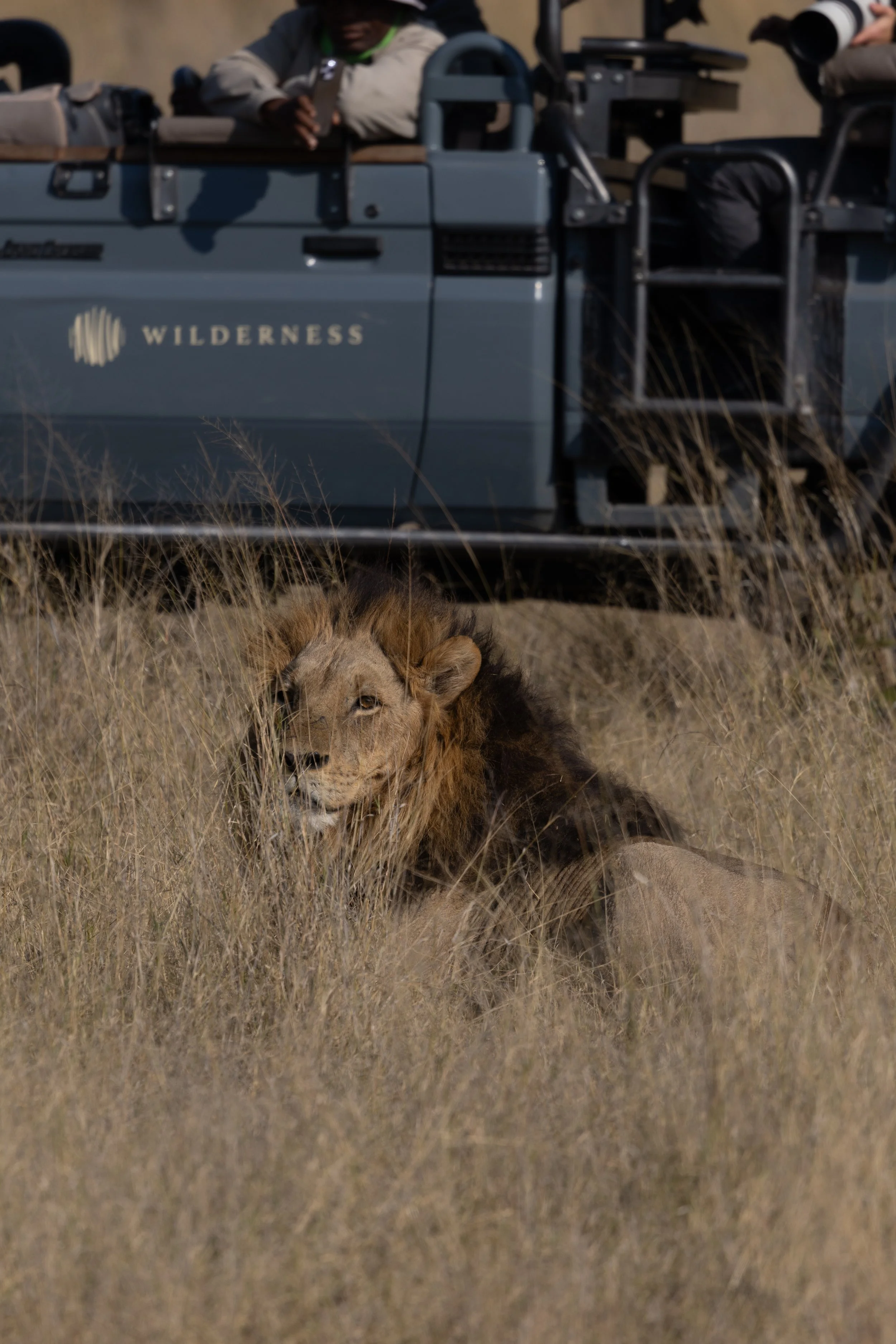 Male Lion lying in the grass — Okavango Delta, Botswana