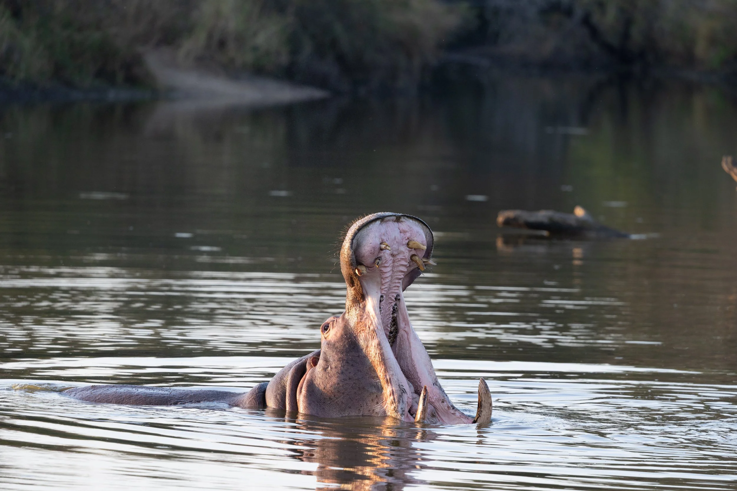 Hippo gives a warning roar — Sabi Sands, South Africa