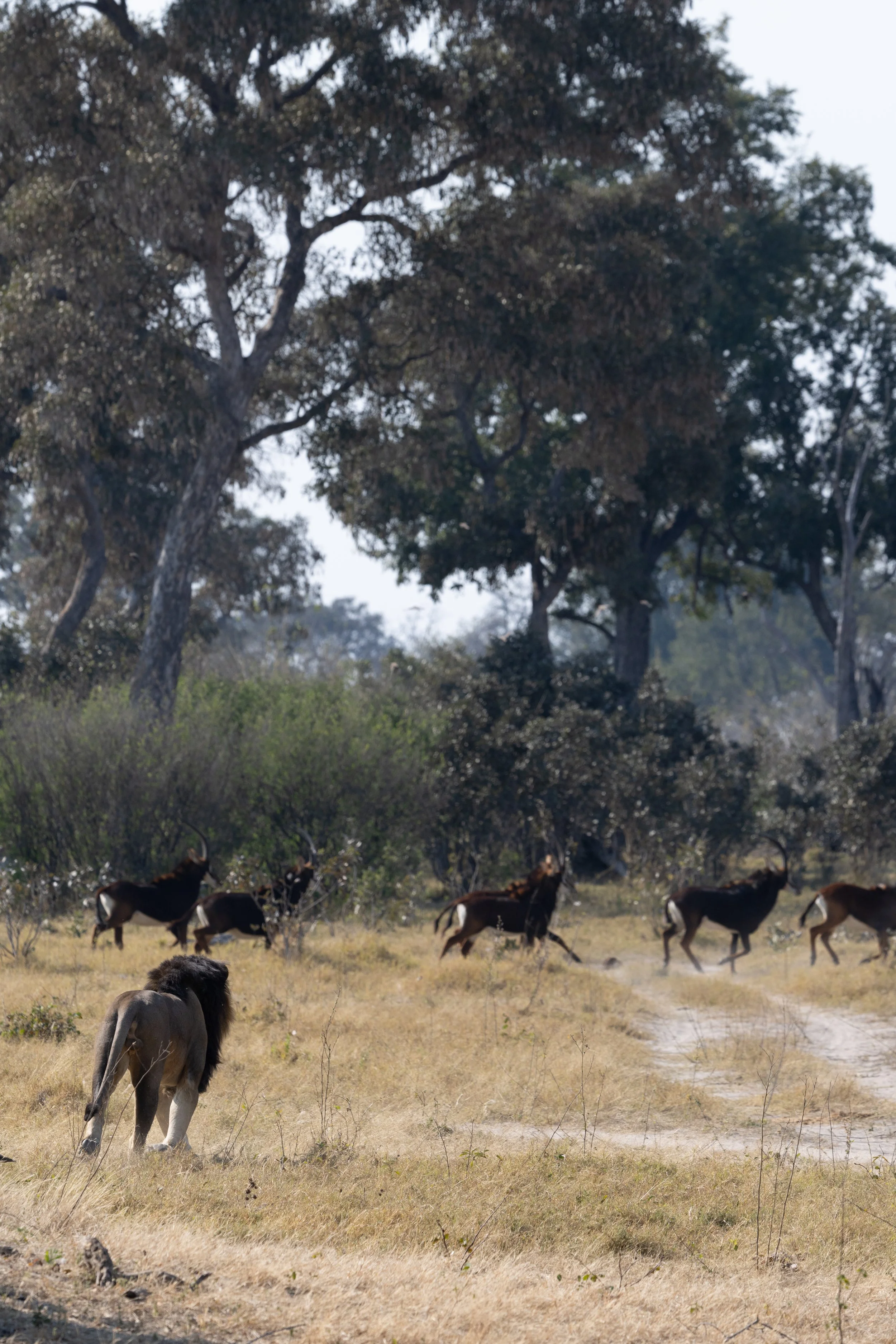 Male Lion chases after Sable Antelope — Okavango Delta, Botswana