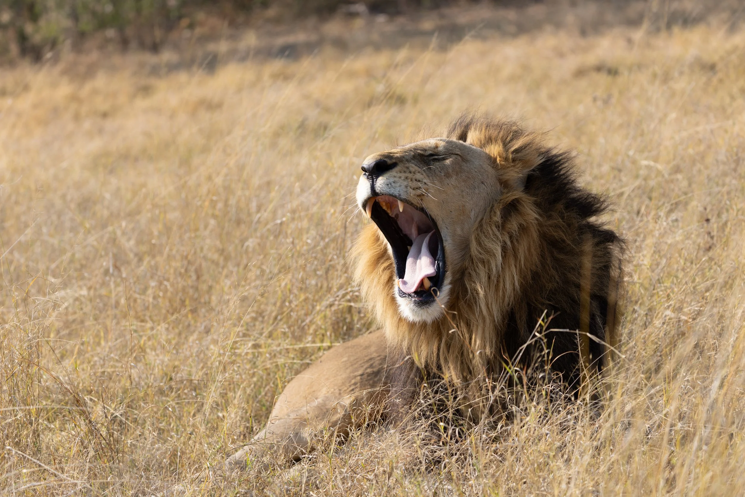 Male Lion yawns before a nap in the midday — Okavango Delta, Botswana