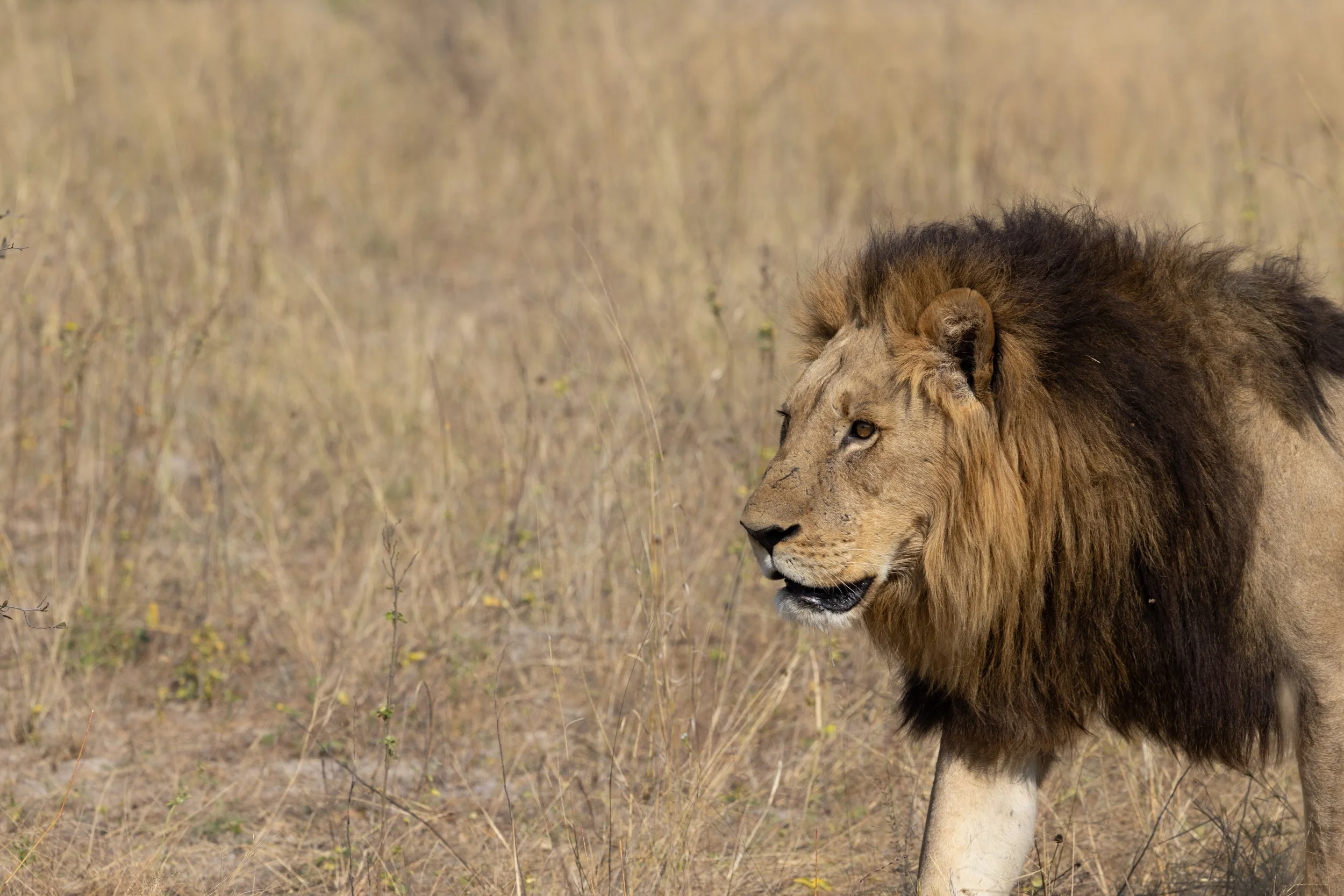 Male lion stalks prey through grass — Okavango Delta, Botswana