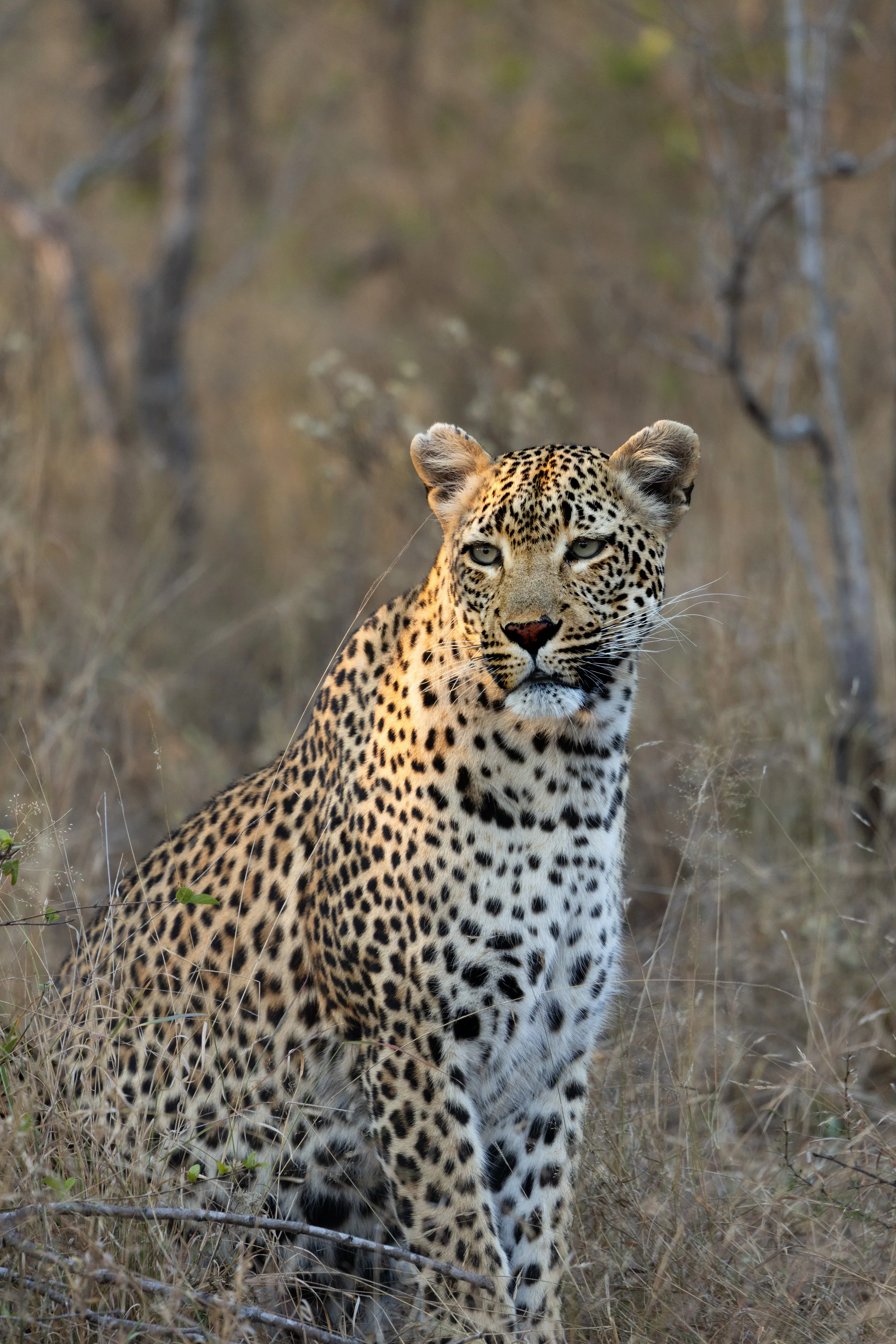 Female Leopard sits among the trees — Sabi Sands, South Africa
