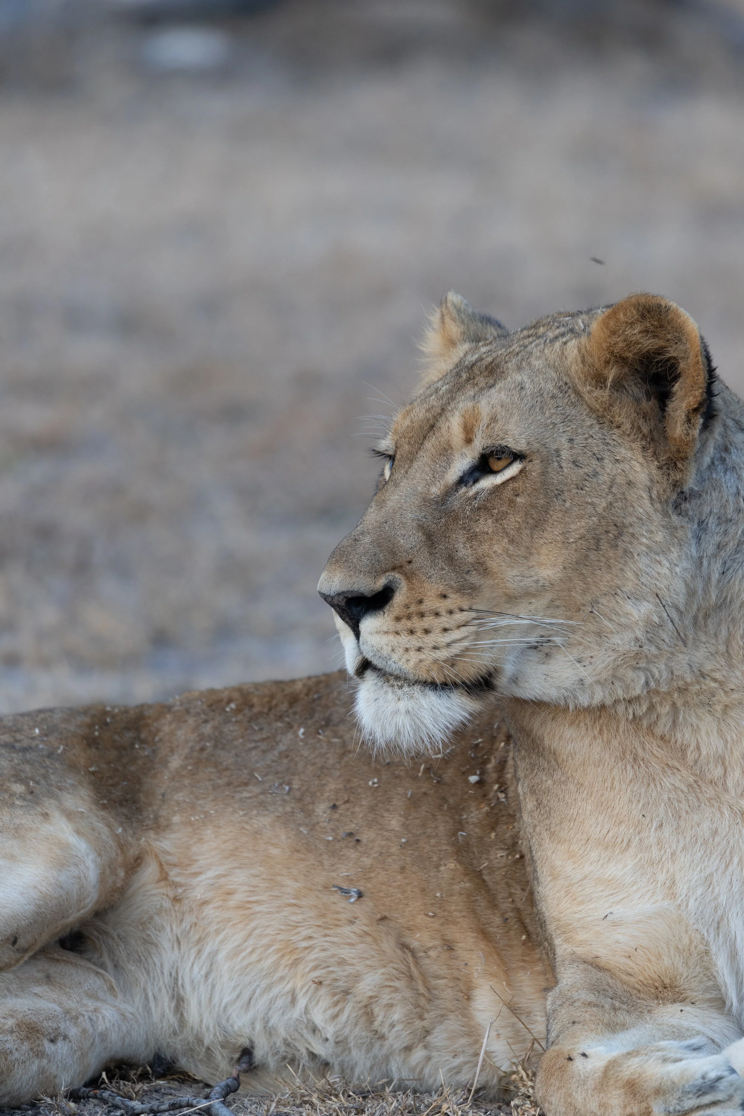 Female Lion lies down before dusk — Sabi Sands, South Africa