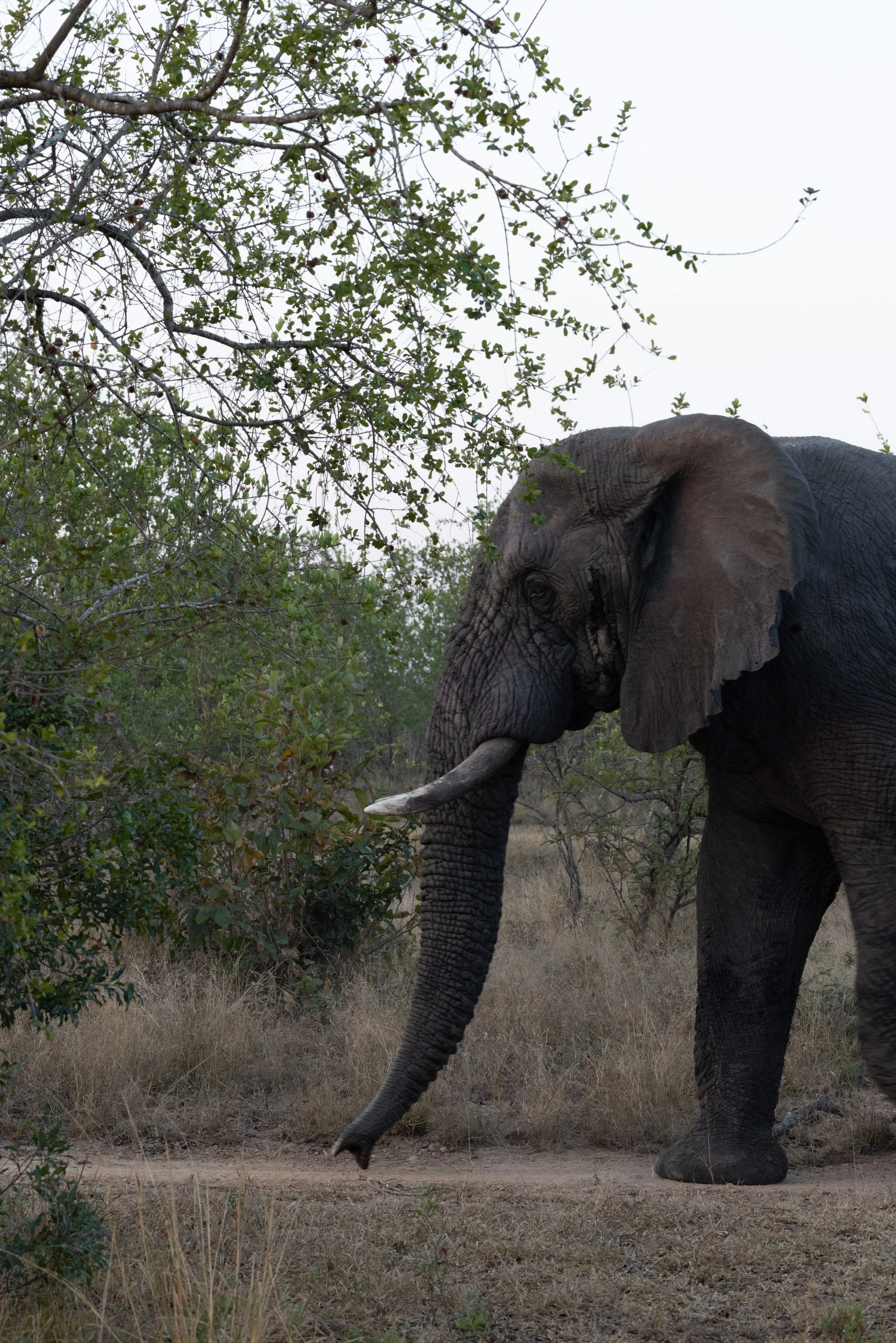Elephant walks down a road — Sabi Sands, South Africa