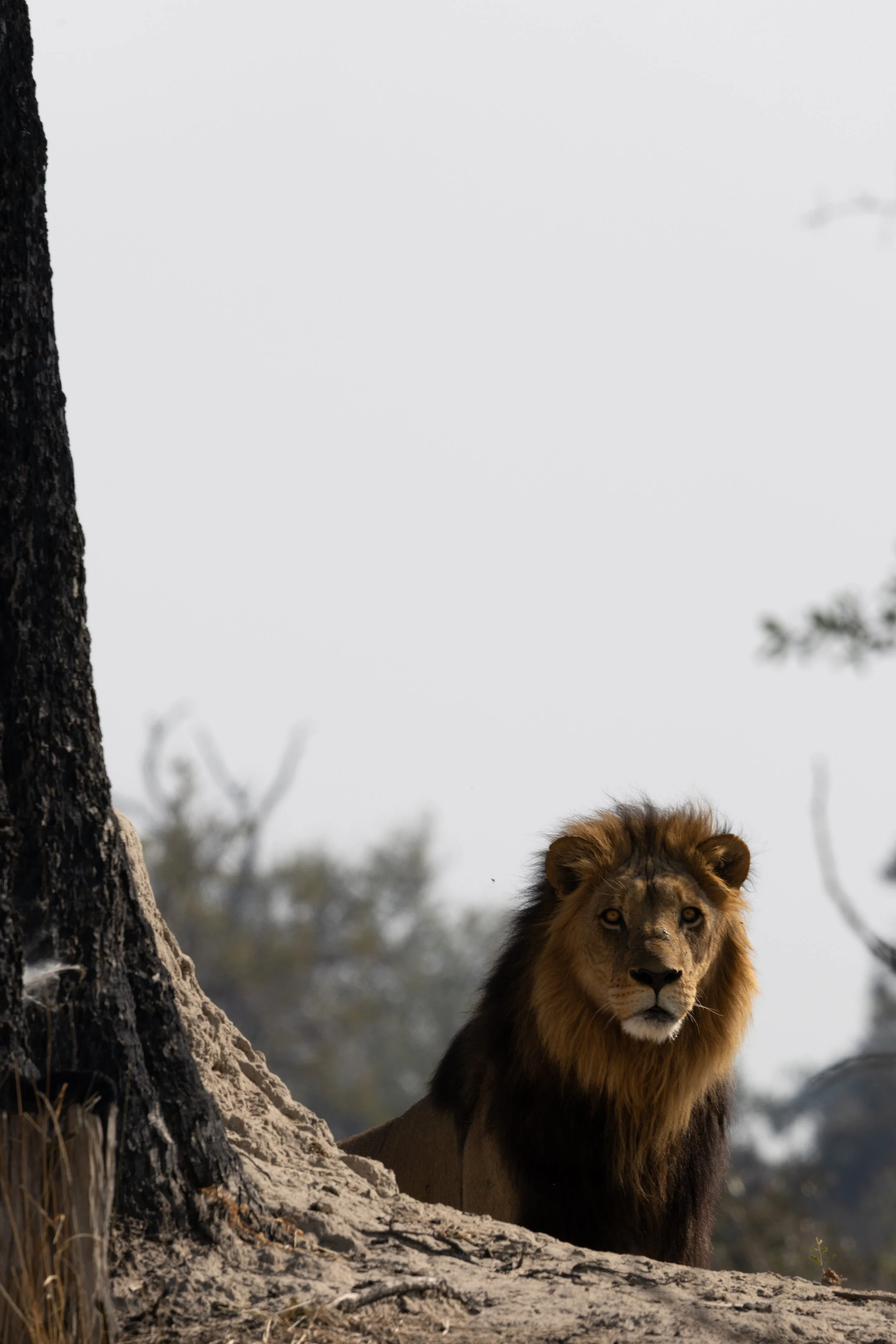 Male lion looks out from a termite mound — Okavango Delta, Botswana