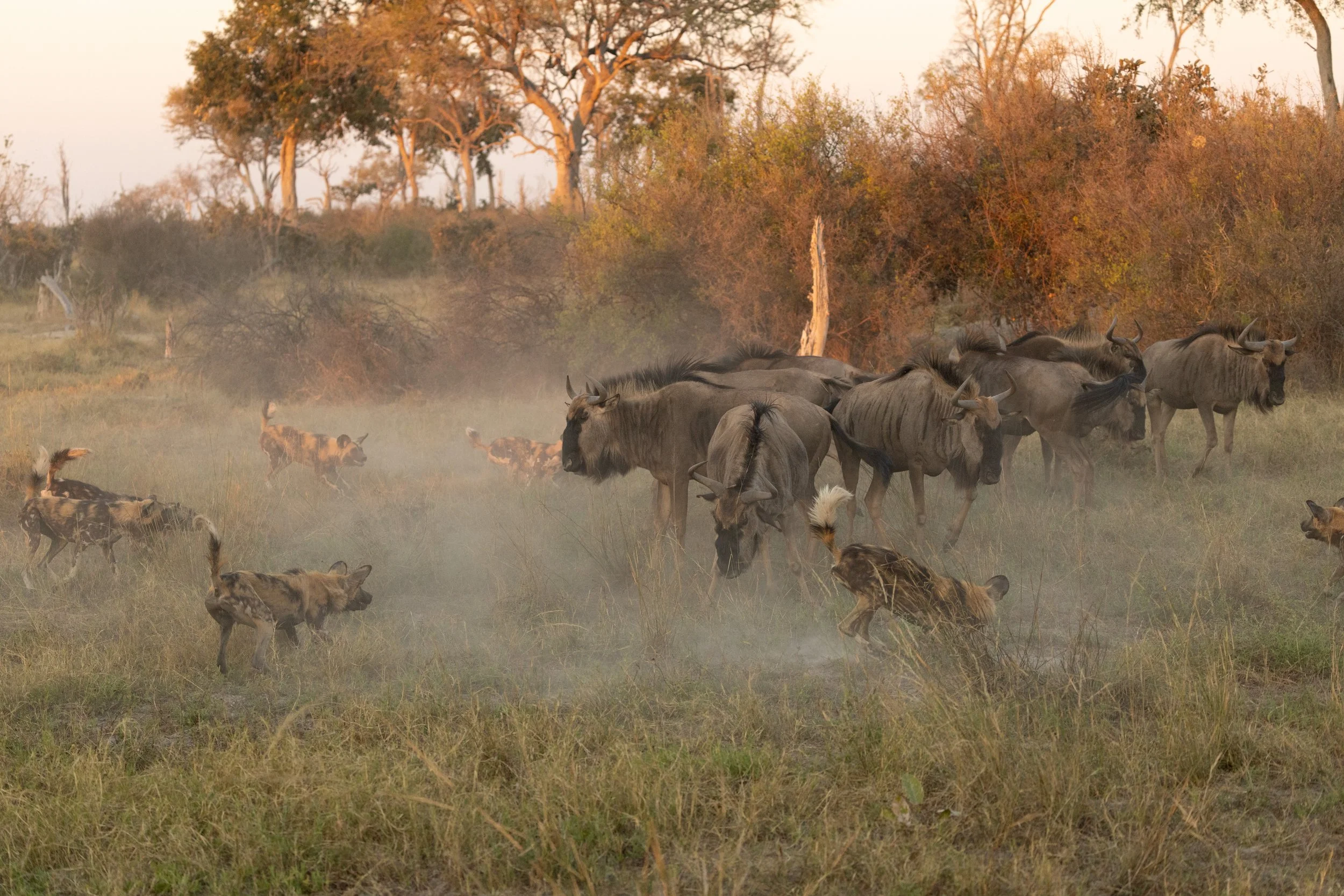 Wild Dogs hunt Wildebeest — Okavango Delta, Botswana