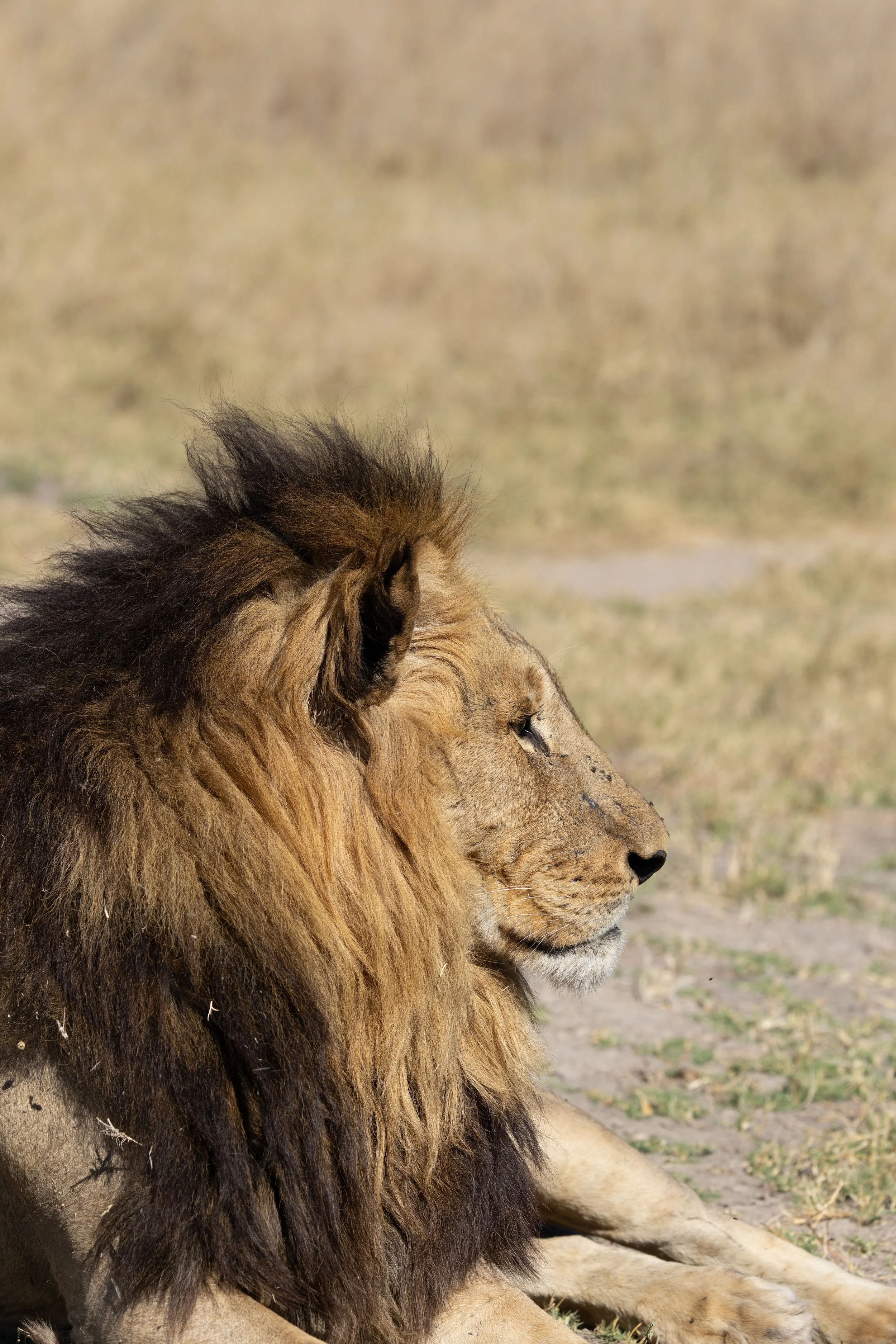 Male lion sits down for a rest — Okavango Delta, Botswana
