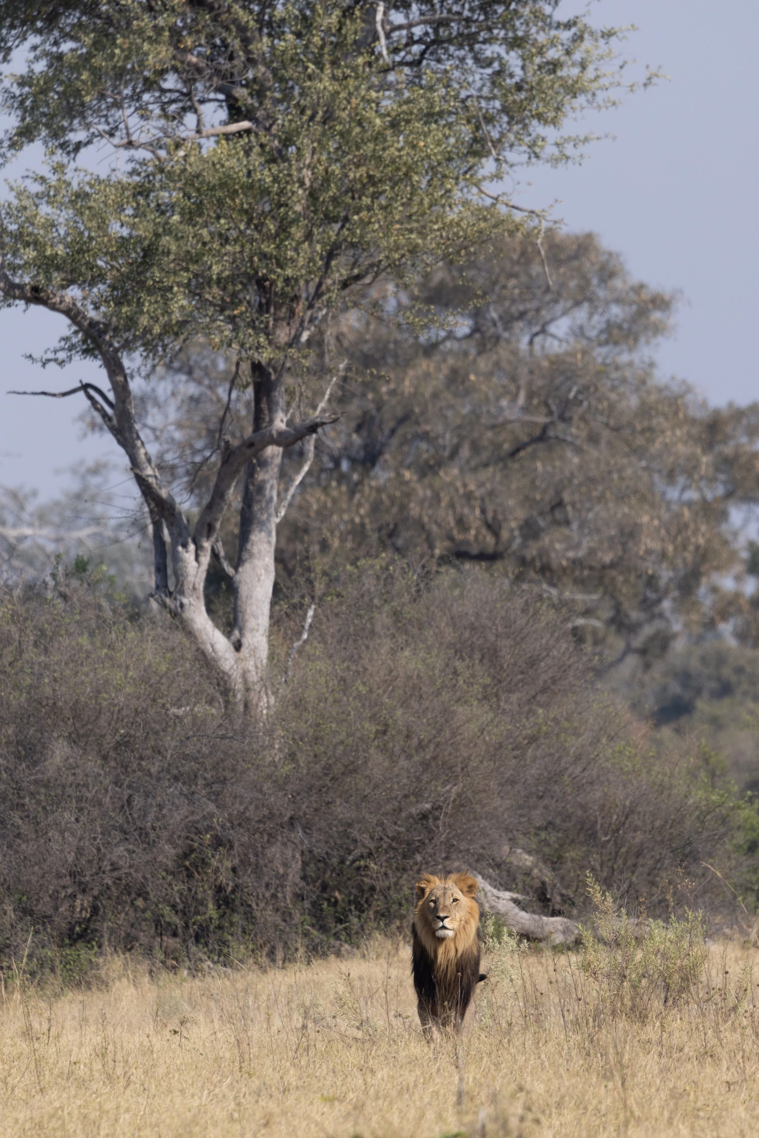 Male Lion looks out across plains — Okavango Delta, Botswana
