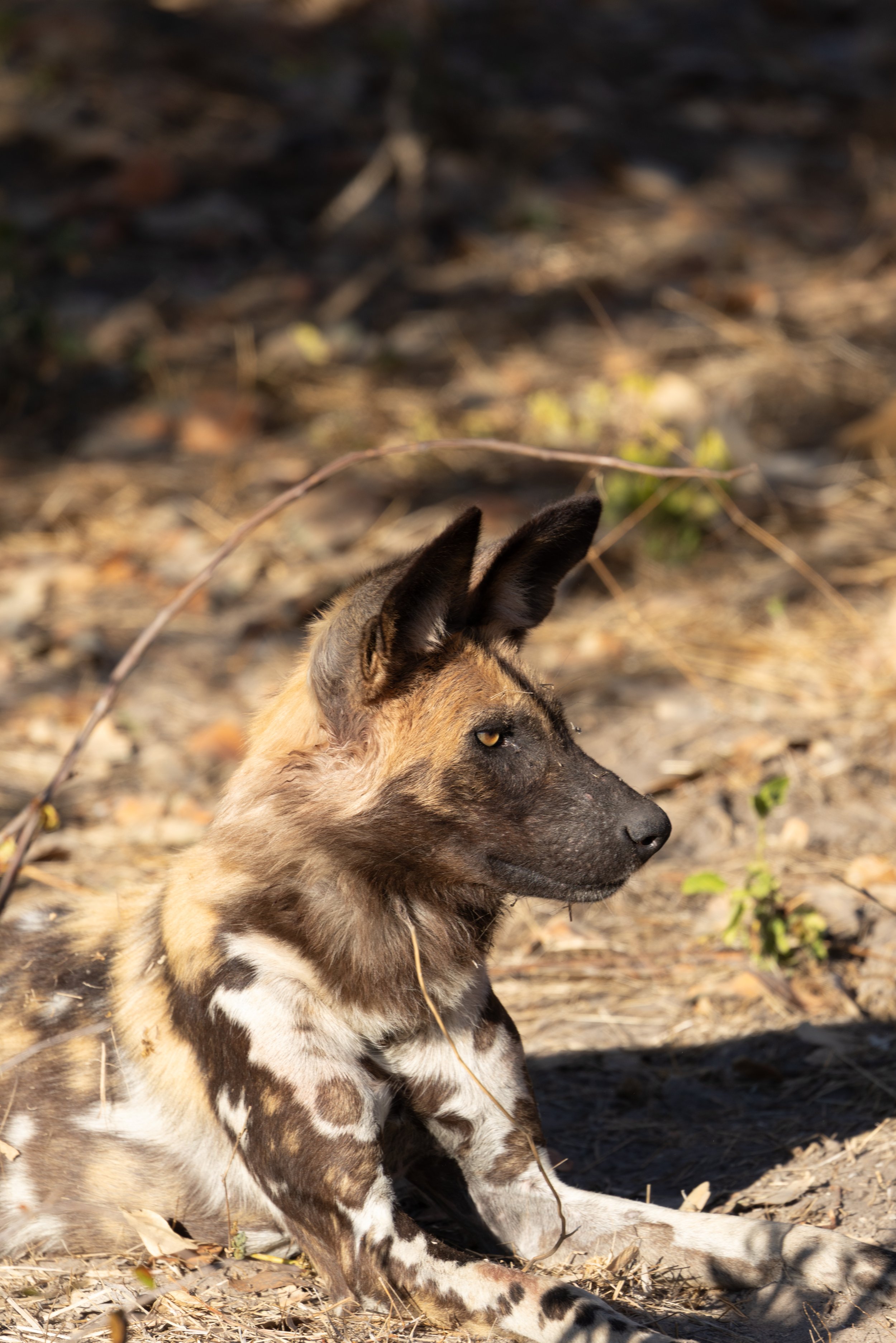 Wild Dog stays alert — Okavango Delta, Botswana