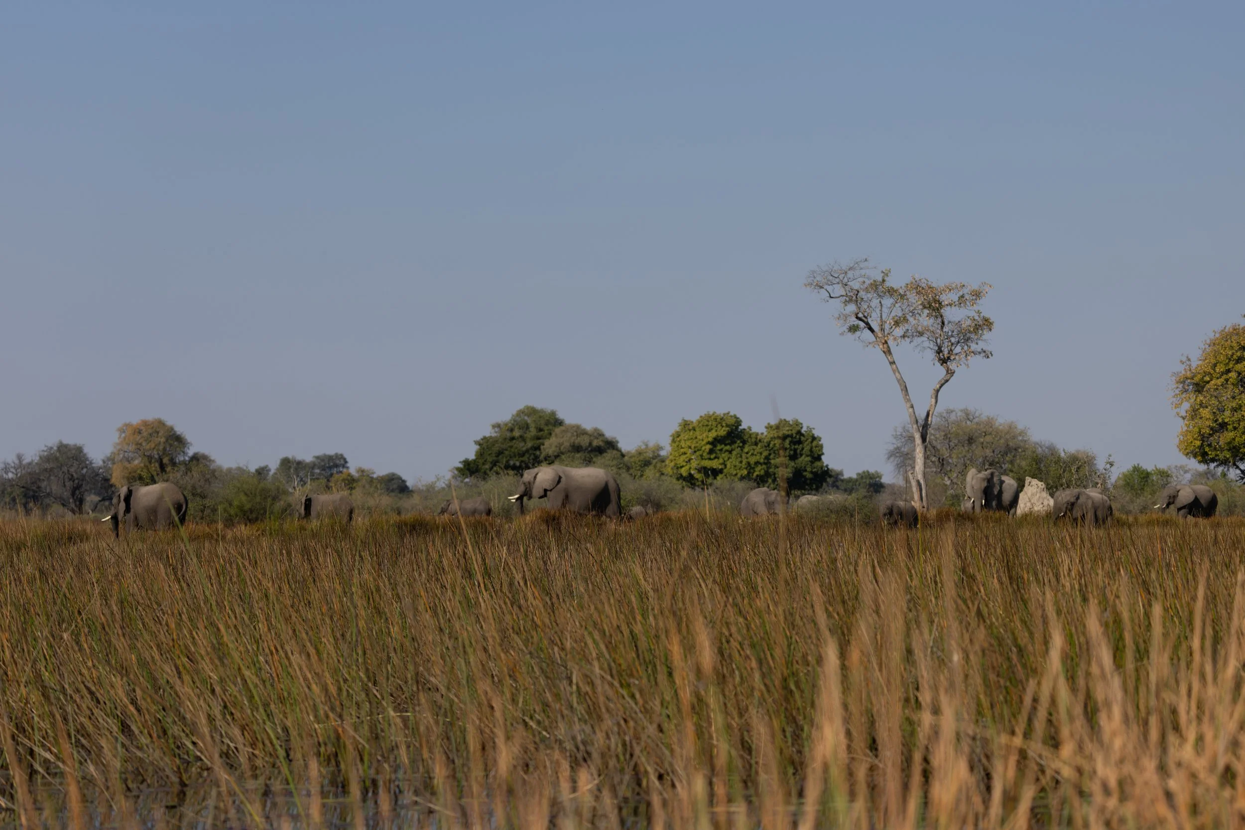 Elephants from the water  — Okavango Delta, Botswana