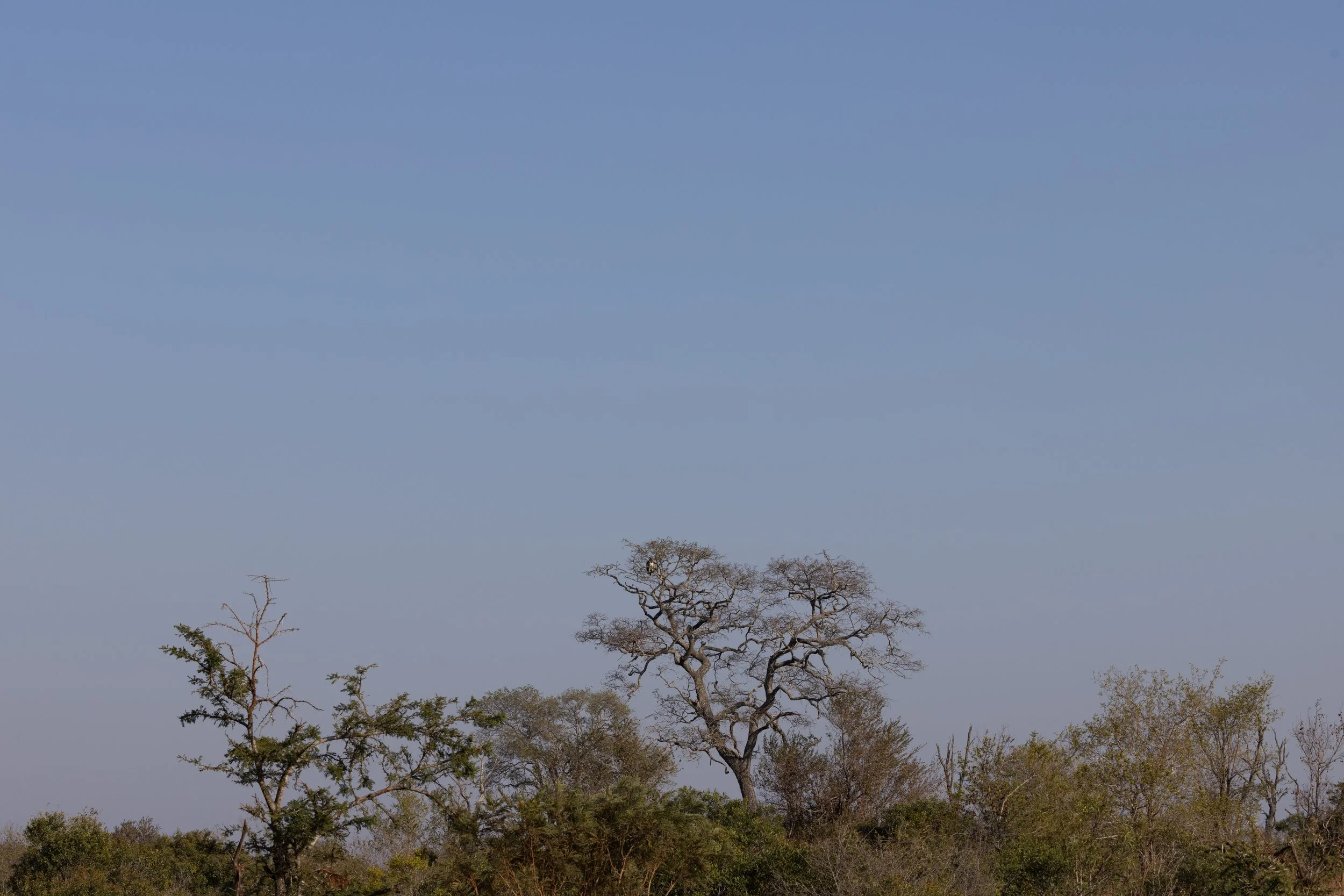 Midday African Landscape — Sabi Sands, South Africa