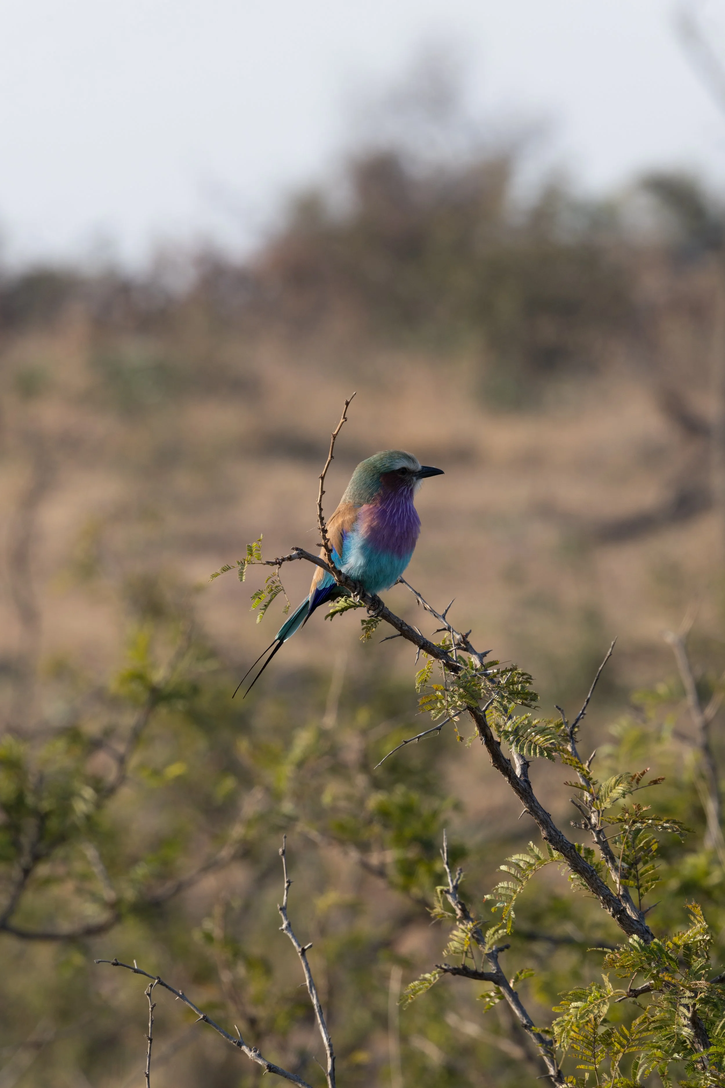 Lilac-breasted roller sits on a small tree — Sabi Sands, South Africa