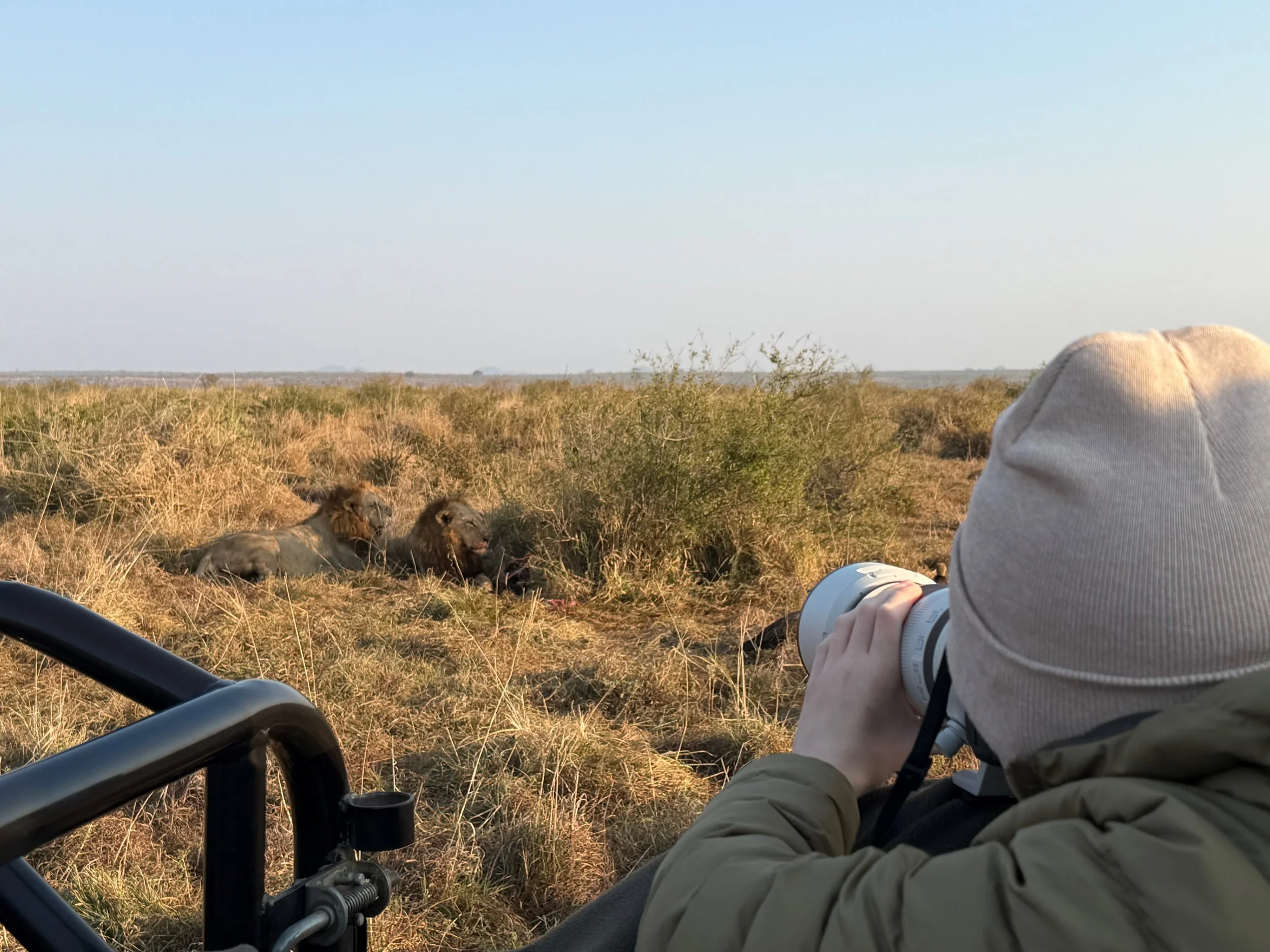 Person sitting on a vehicle observing two lions lying in the grass in the savannah.