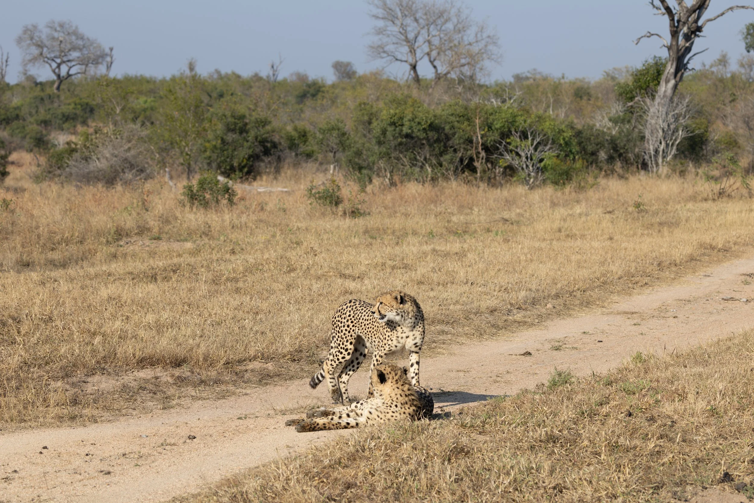 Two brother cheetahs scope out their surroundings — Sabi Sands, South Africa