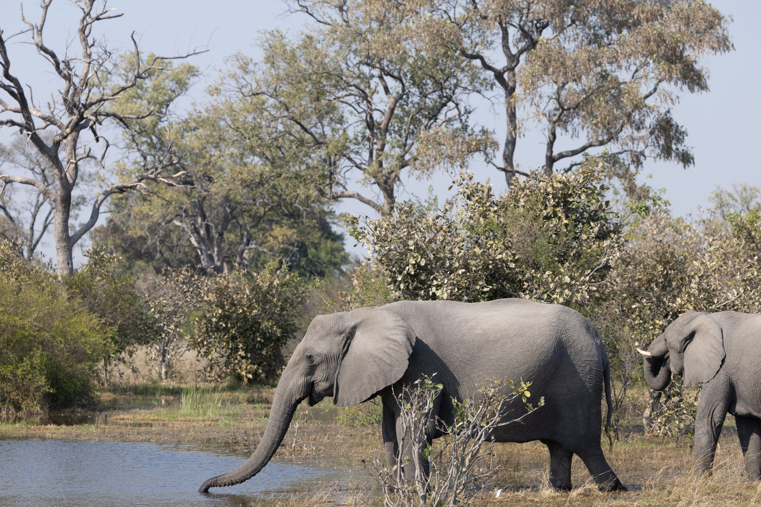 Elephants wait in line to drink from the water hole — Okavango Delta, Botswana